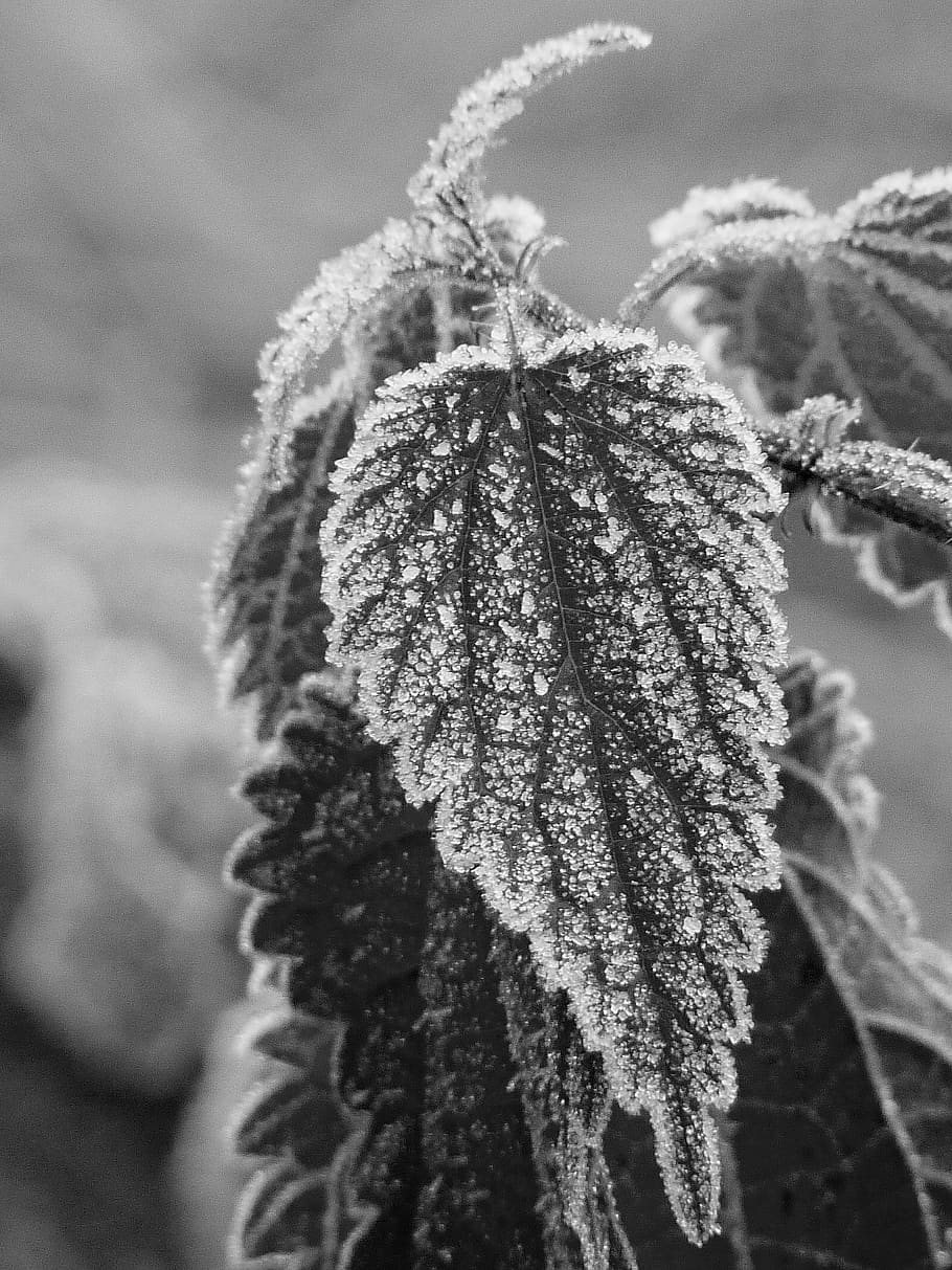 stinging nettle, leaf, frost, hoarfrost, nature, cold, winter