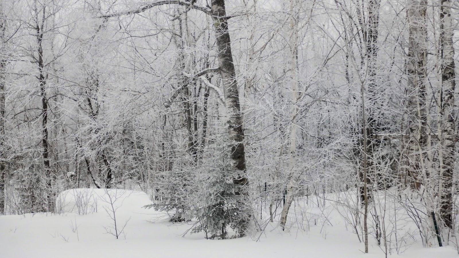 Hoarfrost Forest Black And White Wallpapers - Wallpaper Cave