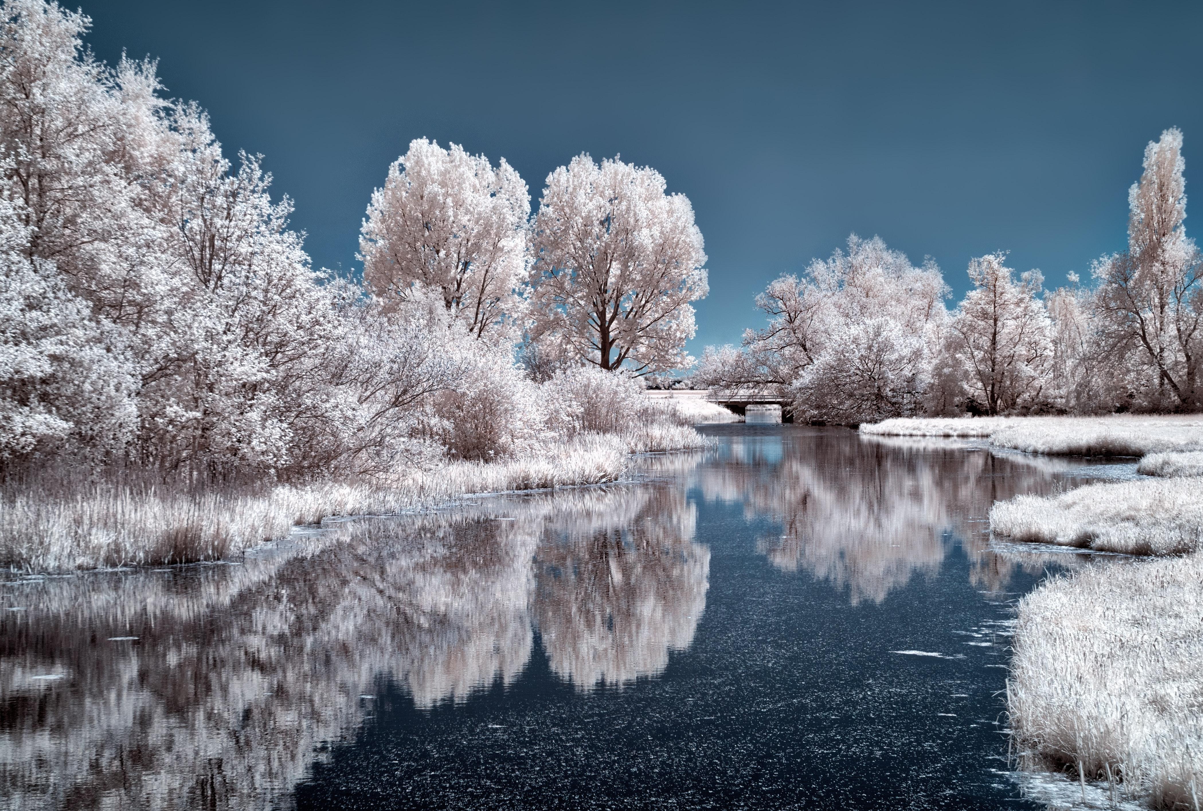 Frozen Trees 4k Ultra HD Wallpaper. Background Imagex2829