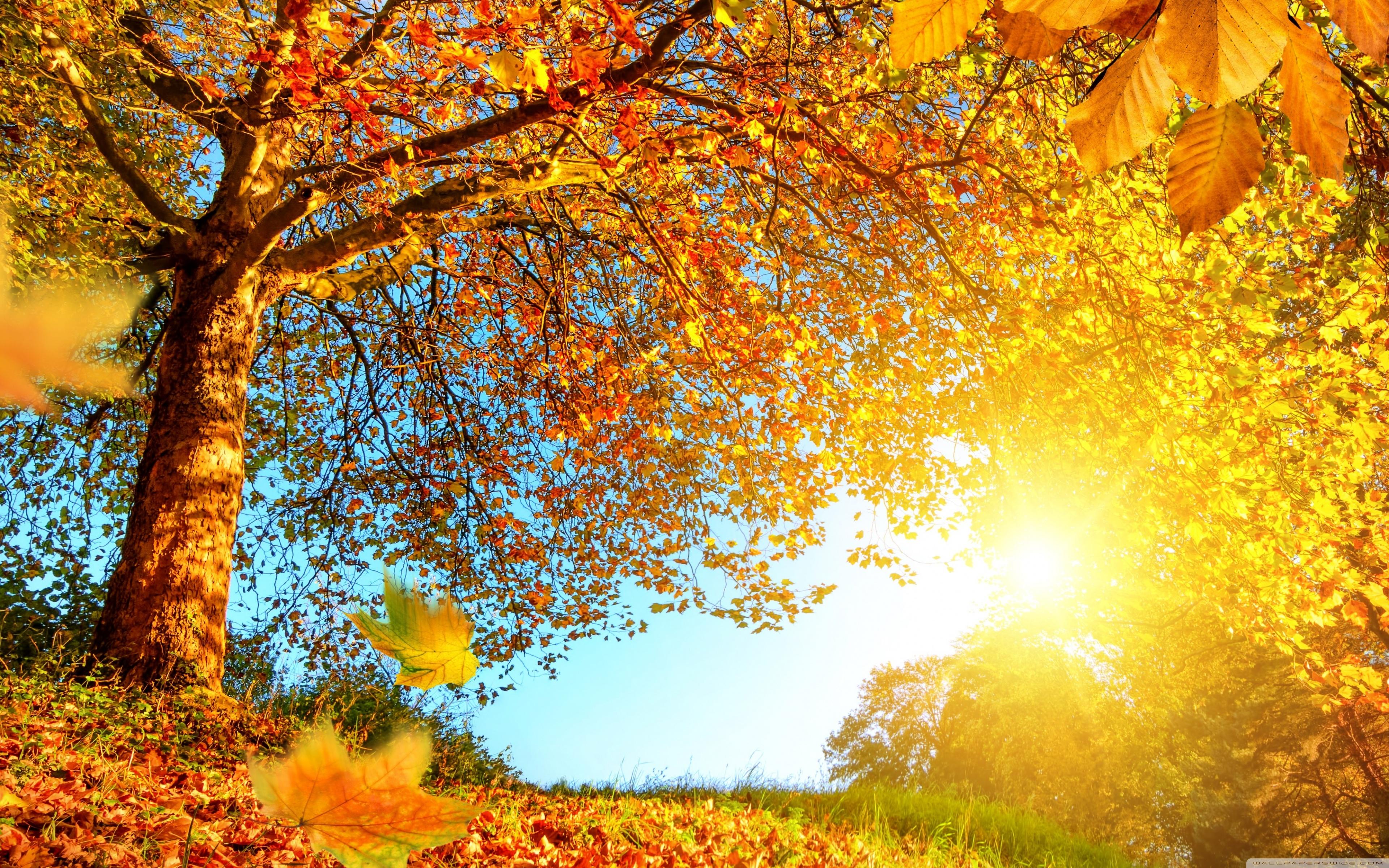 Beautiful Autumn Landscape Ultra HD Desktop Background Wallpaper