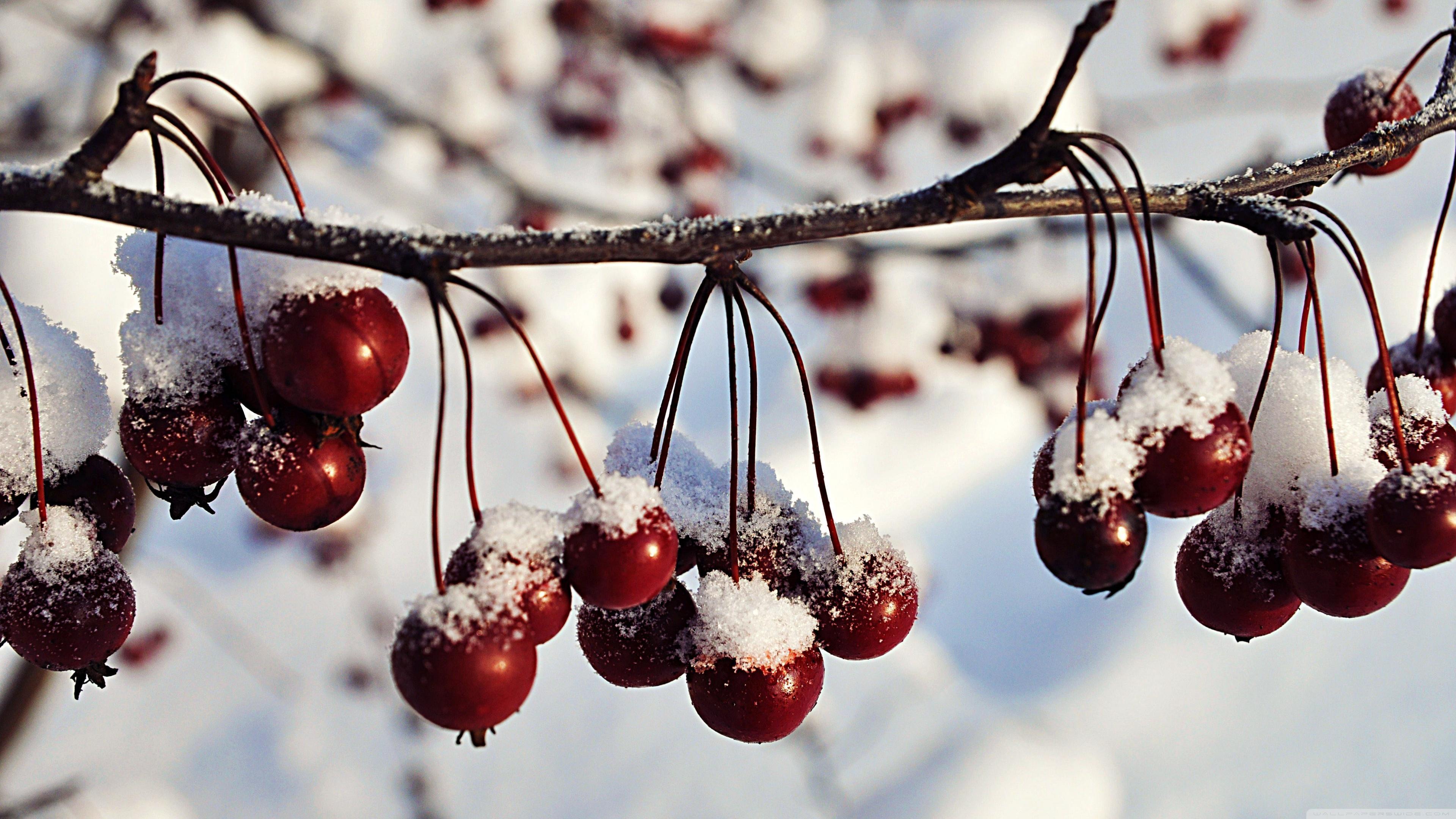 Frozen Red Berries, Winter Ultra HD Desktop Background Wallpaper