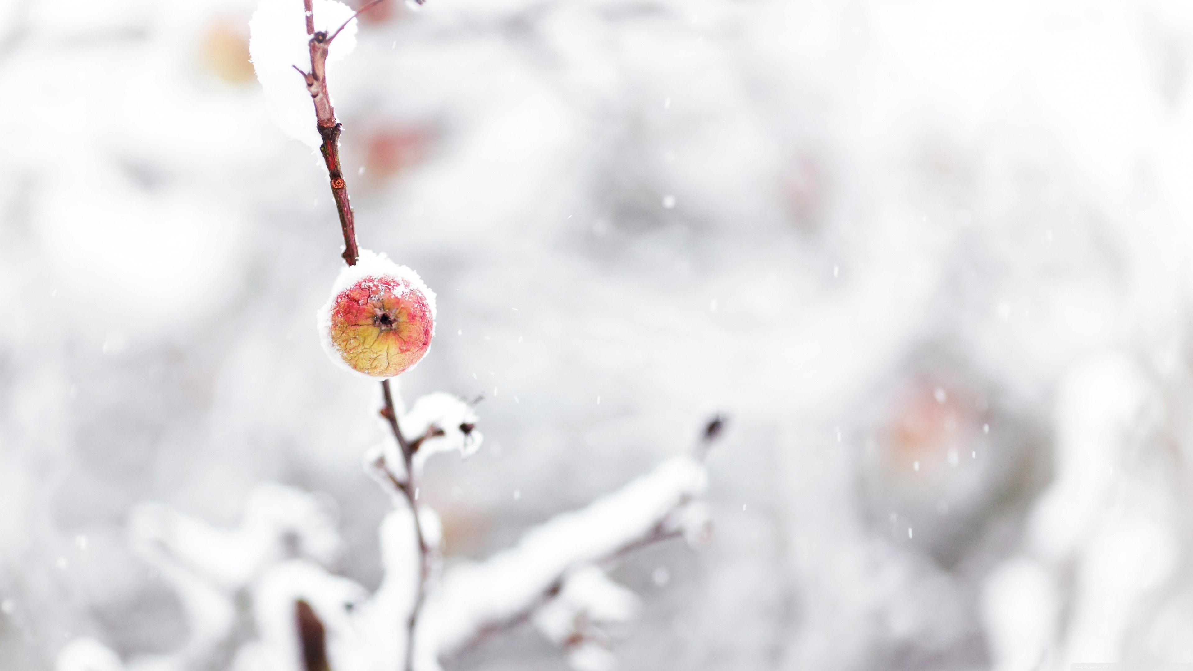 Frozen Apple, Winter Ultra HD Desktop Background Wallpaper for 4K UHD TV, Multi Display, Dual Monitor, Tablet