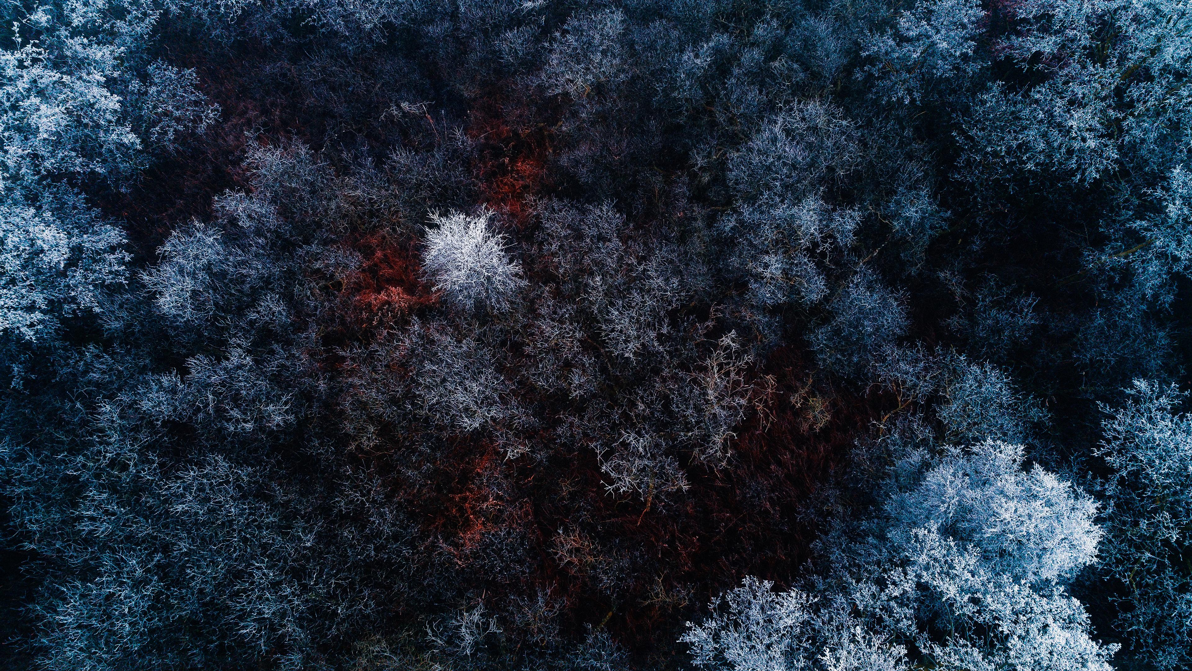 Frozen Forest 4K Wallpaper