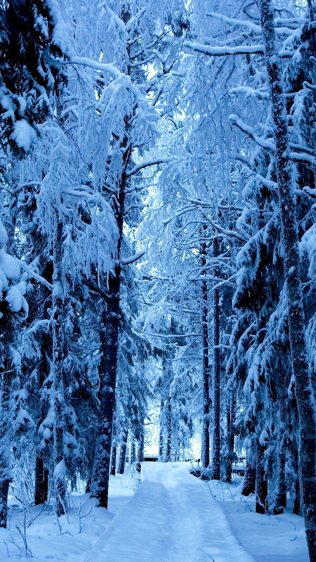 Frozen forest wallpaper HD. Inspiration. Winter, Snow