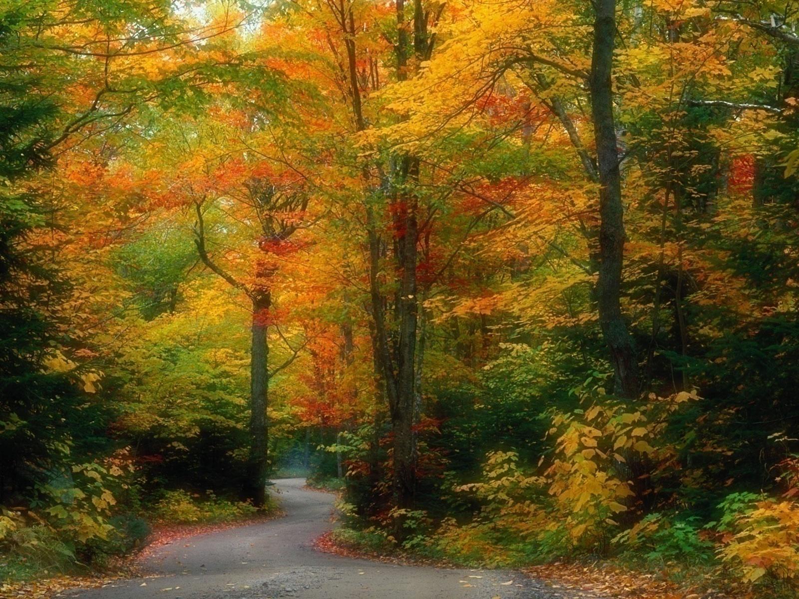 Most Beautiful Autumn Scenery Wallpaper, HD Wallpaper