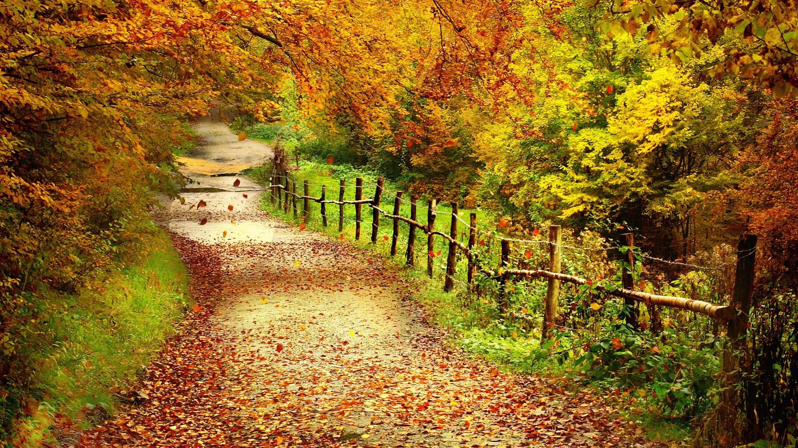 Wallpaper Beautiful autumn scenery, trees, yellow leaves, path