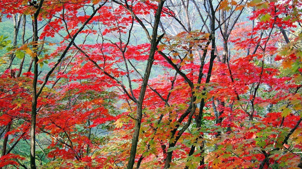 New desktop wallpaper? Autumn scenery in NE China's Liaoning