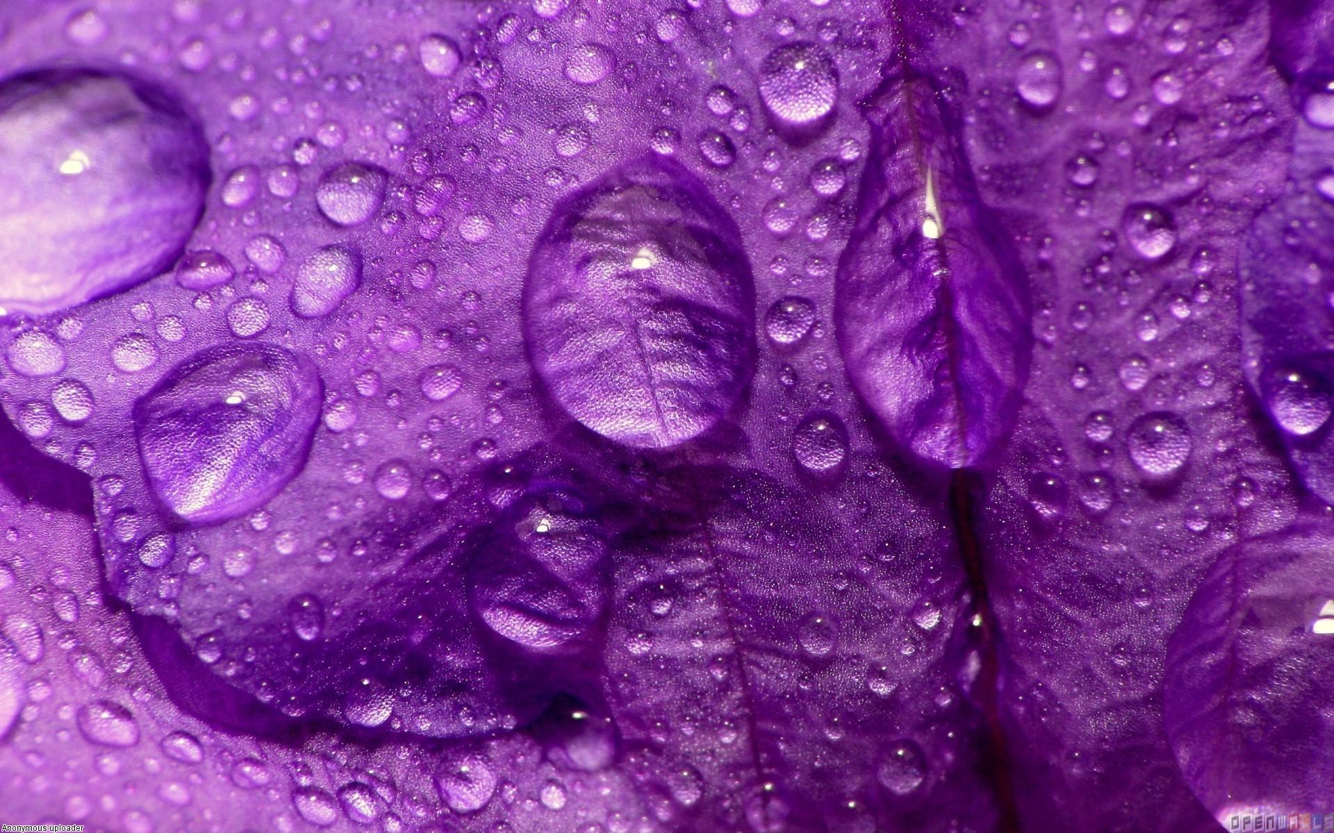 Beautiful purple rain Ultra HD wallpaper [2560x1440]
