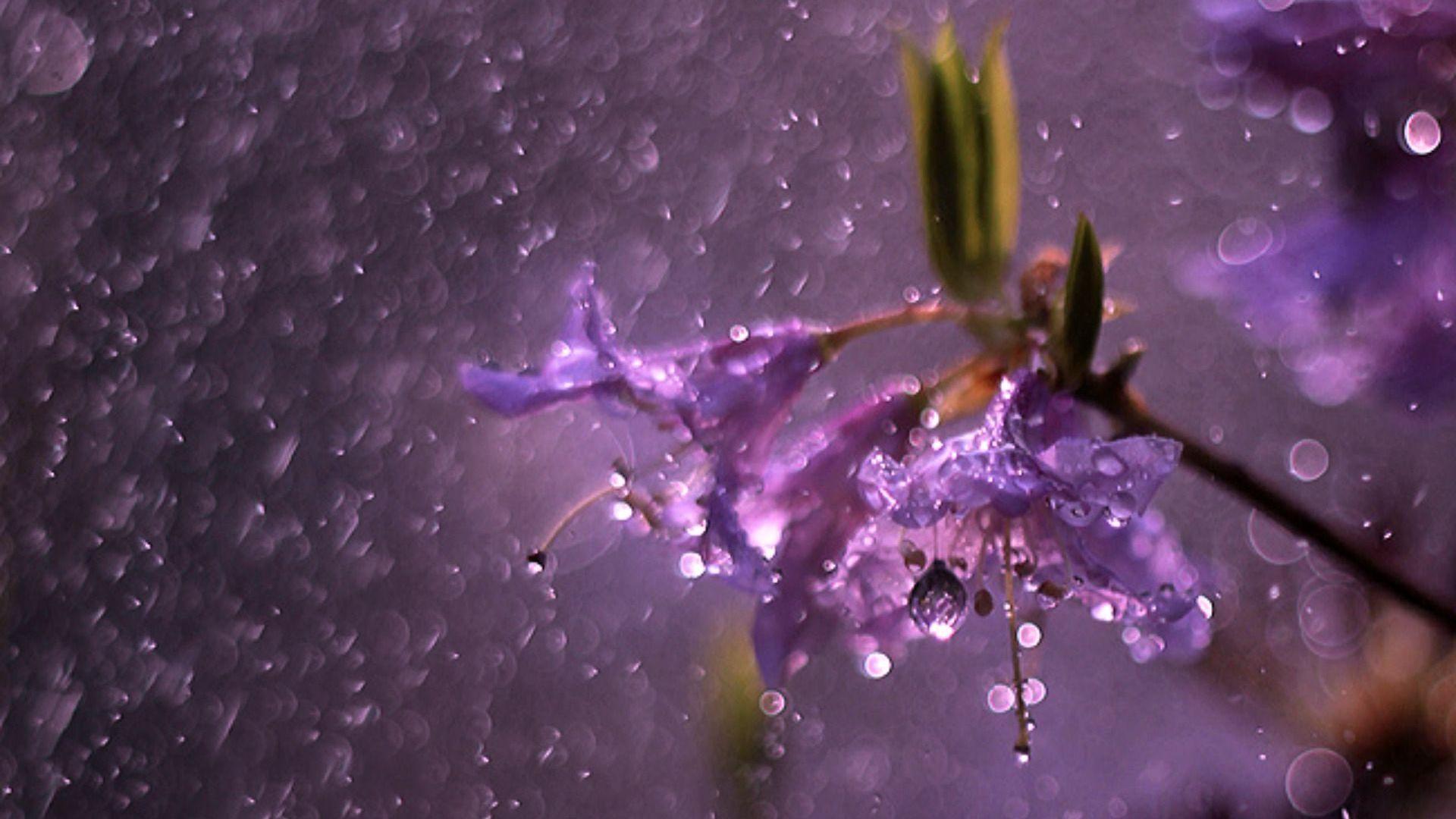 Purple Rain Wallpaper Group. No rain no flowers, Rain
