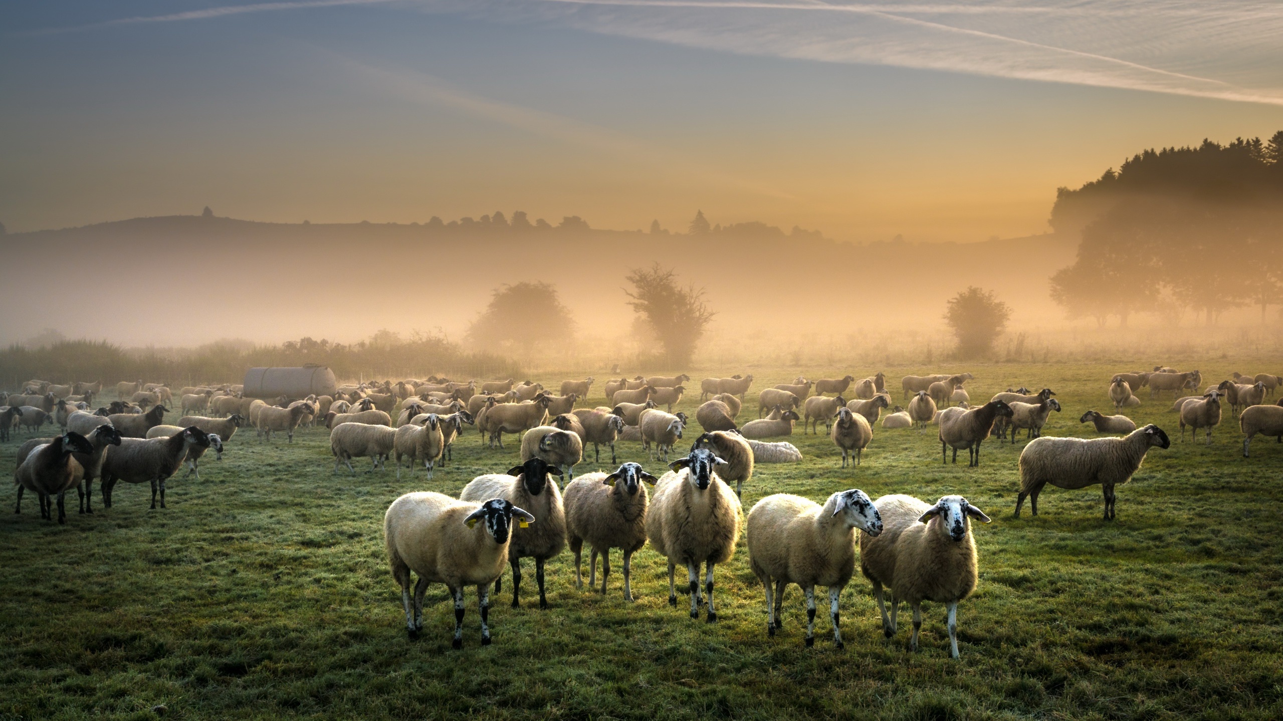 Image Sheep Fog Herd Meadow Many Animals 2560x1440