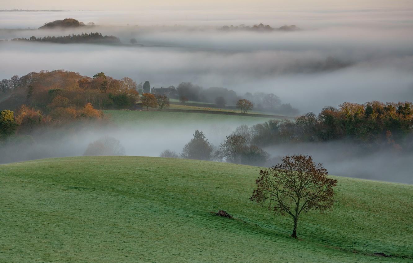 Wallpaper trees, fog, morning, meadow, Devon image for desktop