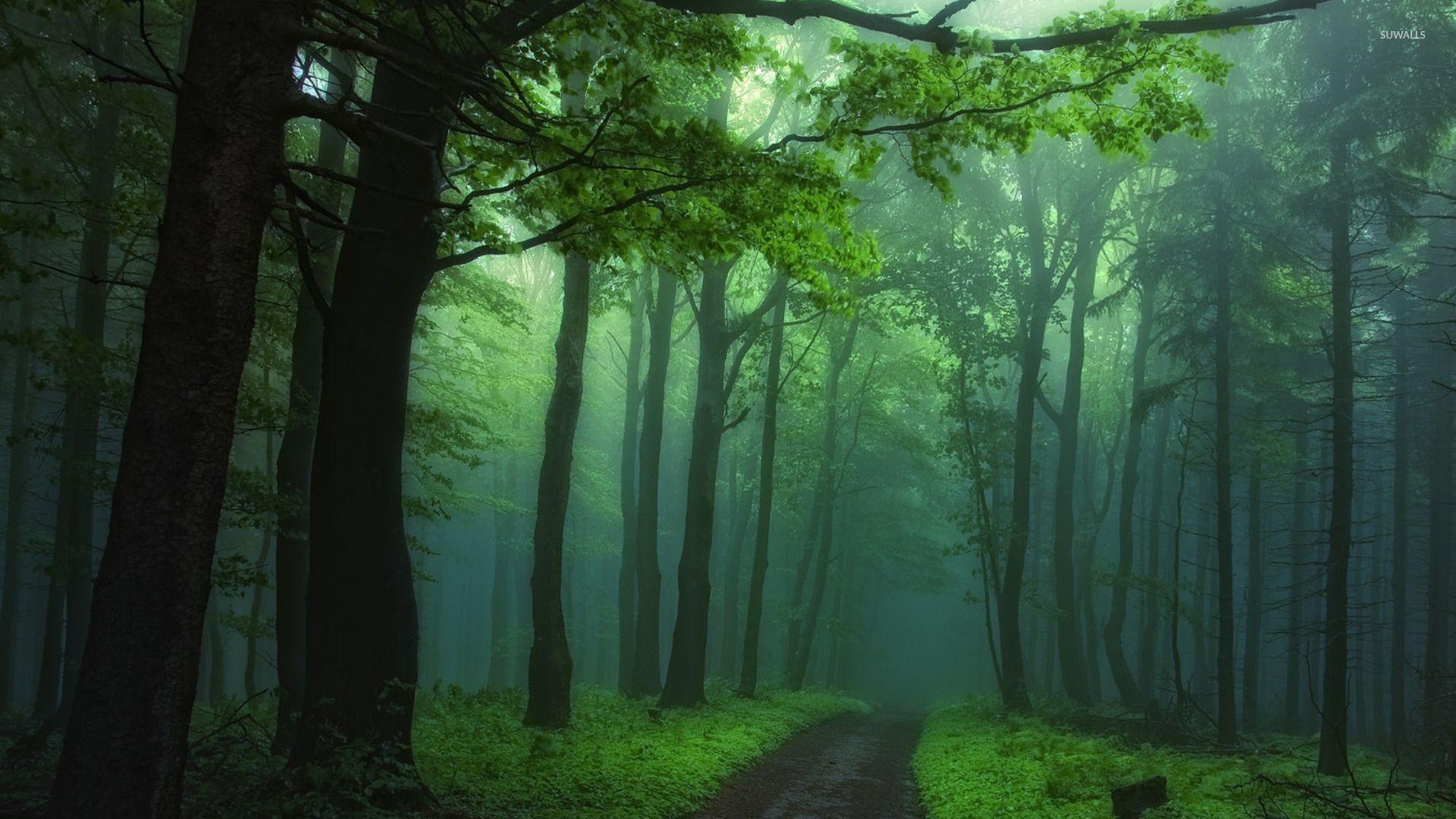 Green foggy forest wallpaper wallpaper - Nature