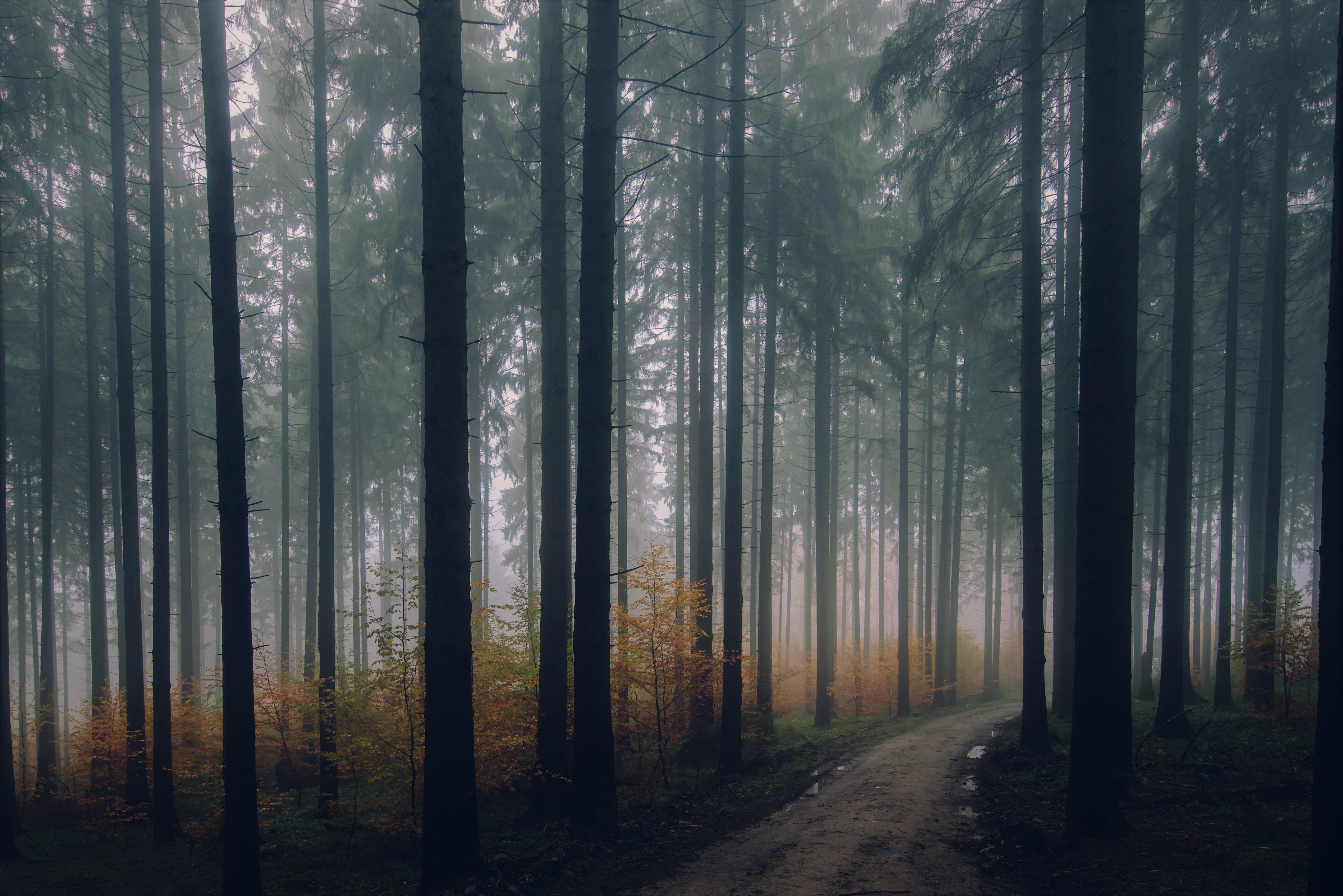 Misty Forest Path Wallpapers - Wallpaper Cave