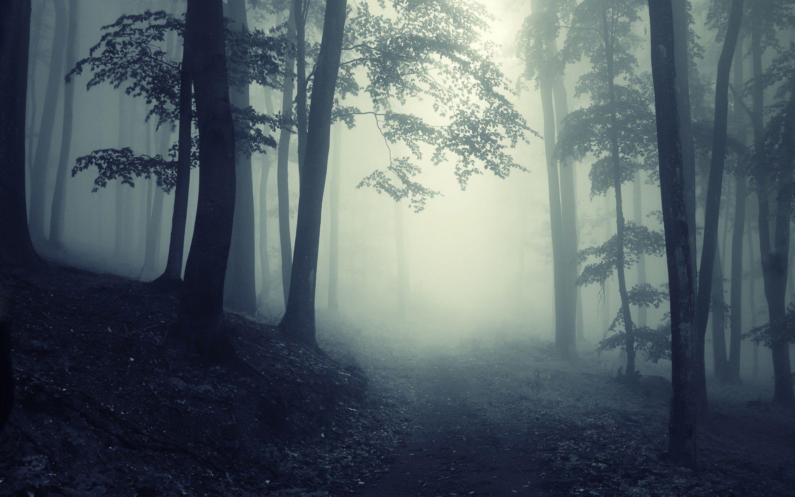 Dark Forest. Path Through A Dark Forest. Paysage imaginaire