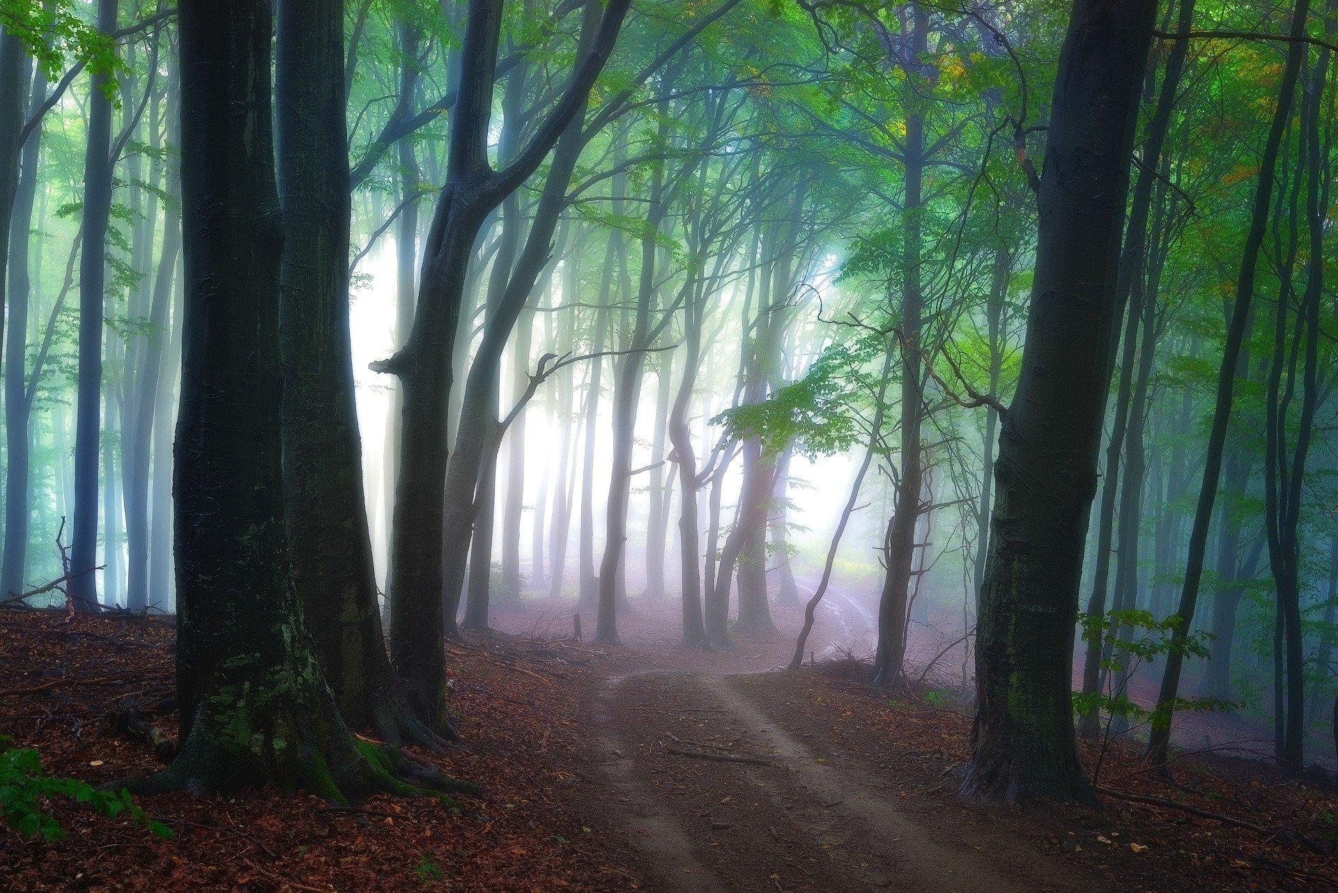 Misty Forest Path HD Wallpaper