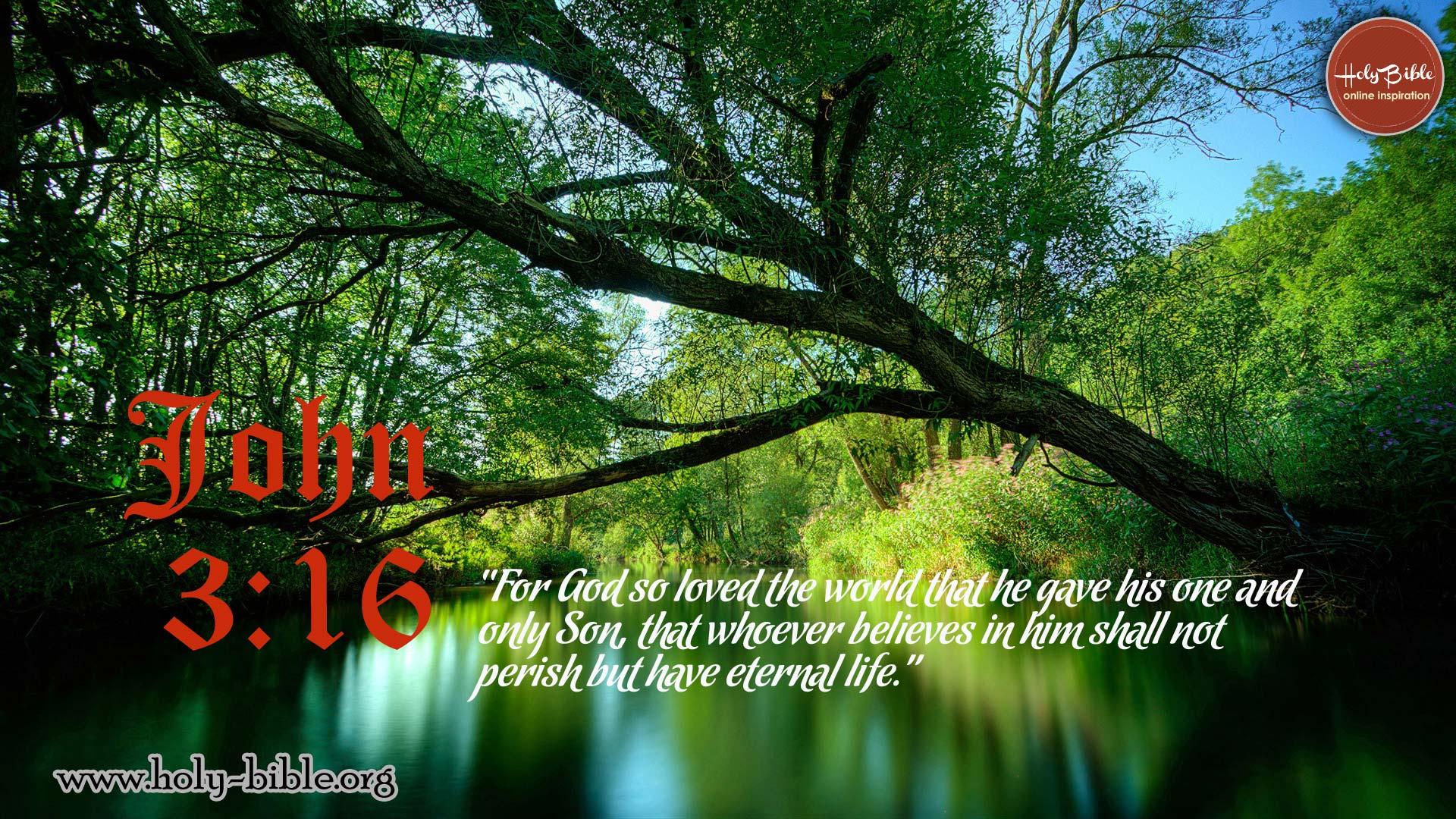 Bible Verse Of The Day John Branches In Forest, HD