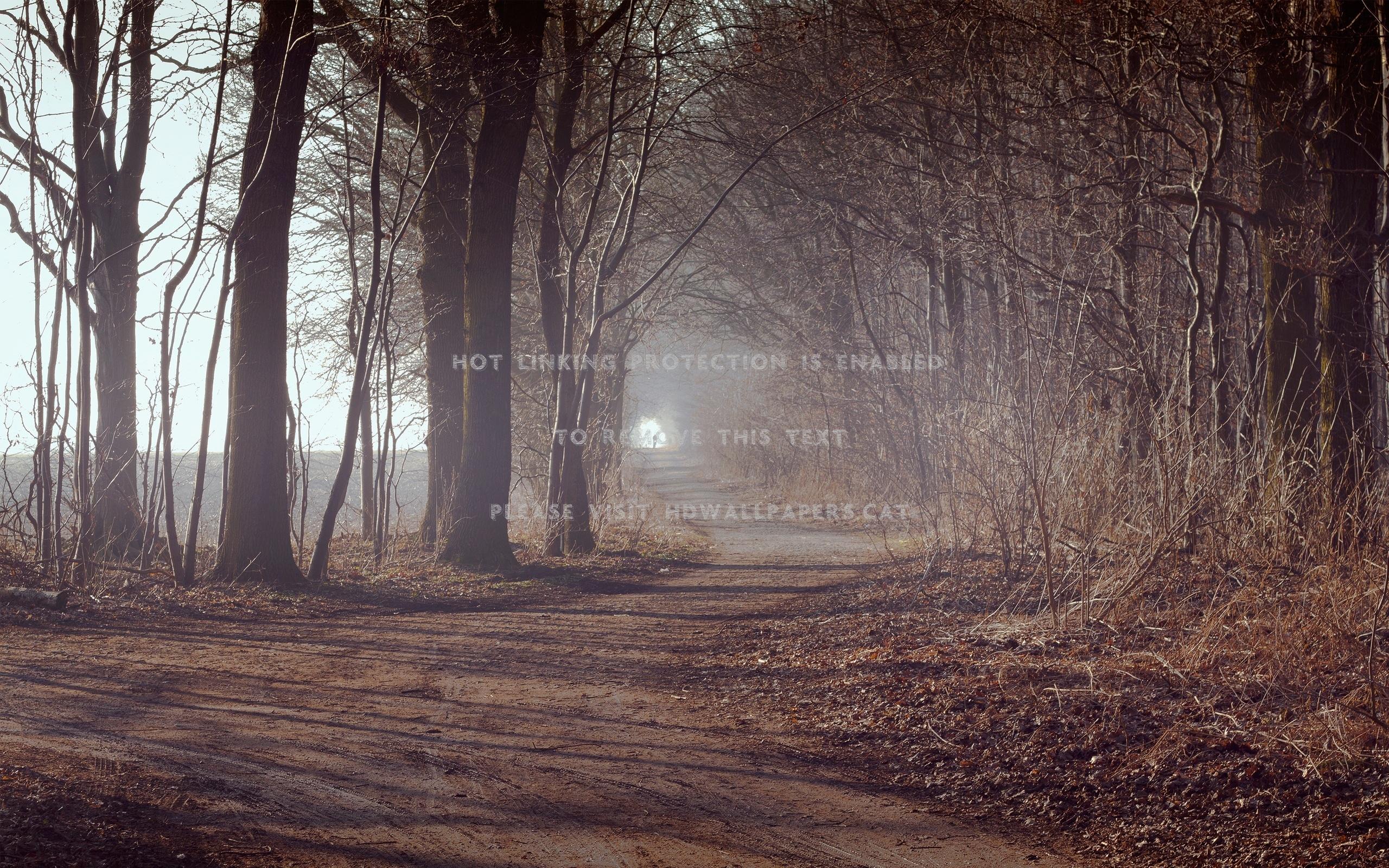 misty forest photo manipulation foggy path