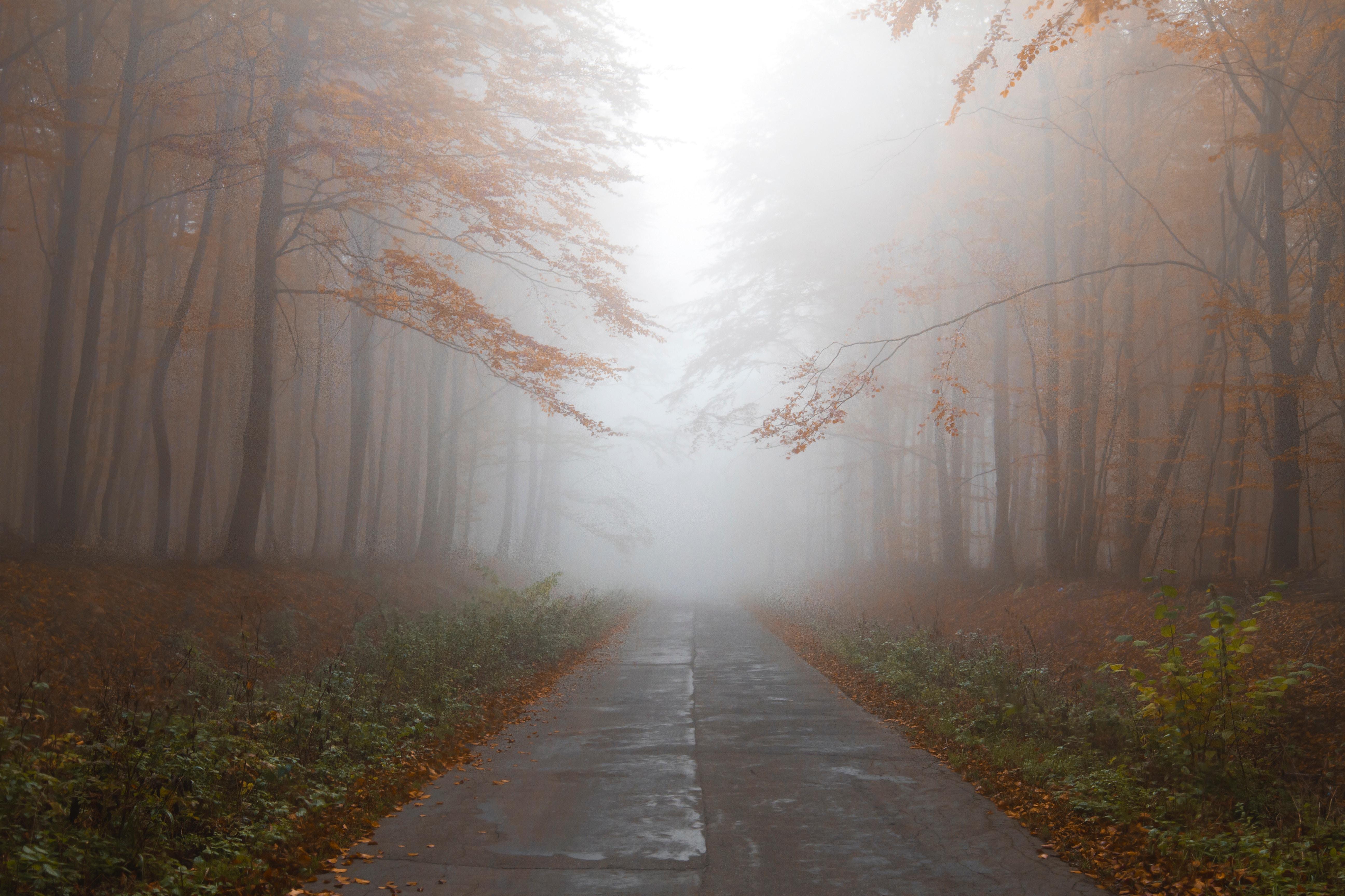 5184x3456 #Free , #orange, #misty forest