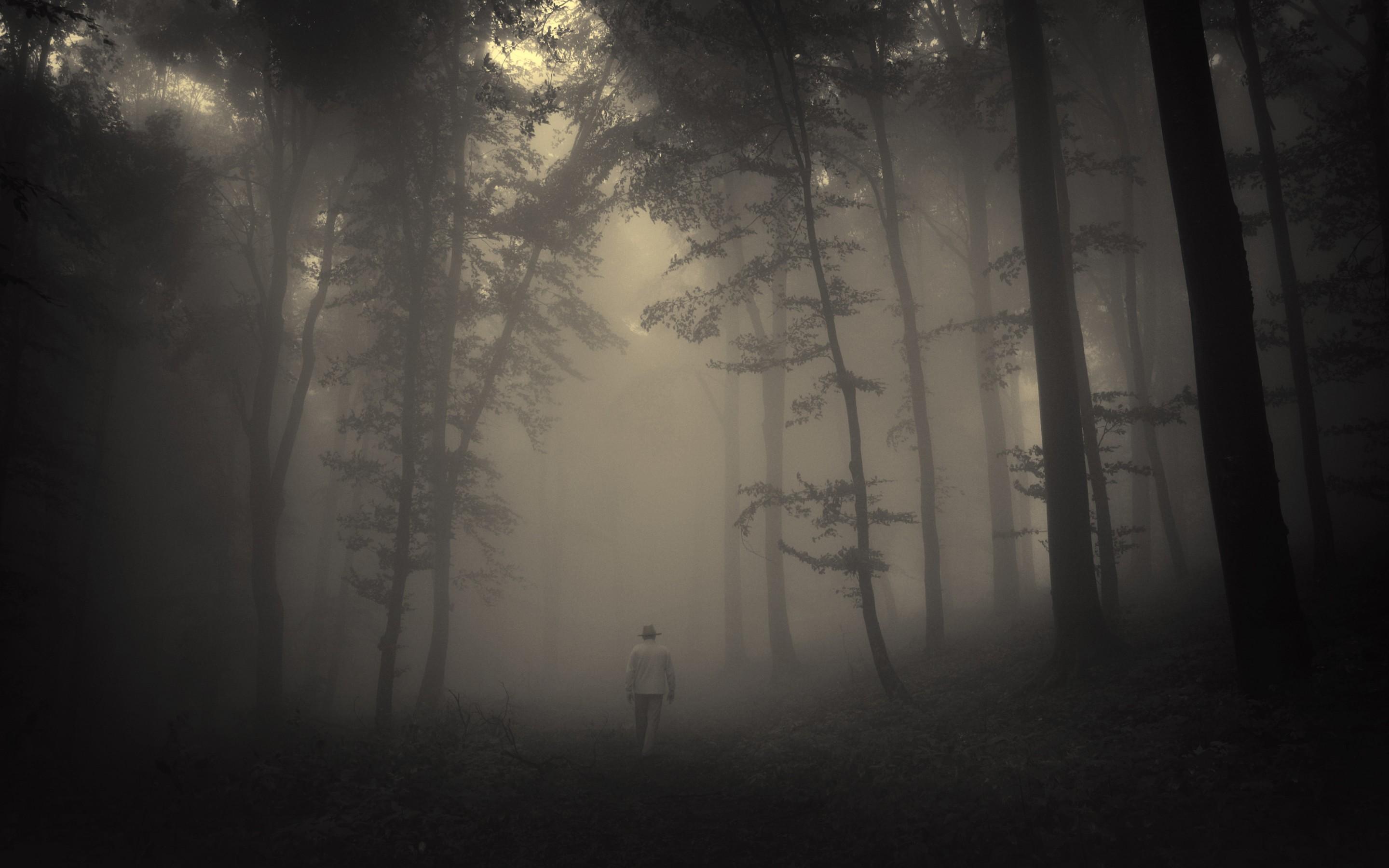 forest, Trees, Creepy, Nature, Landscape, Misty, Lonely, Old, Man