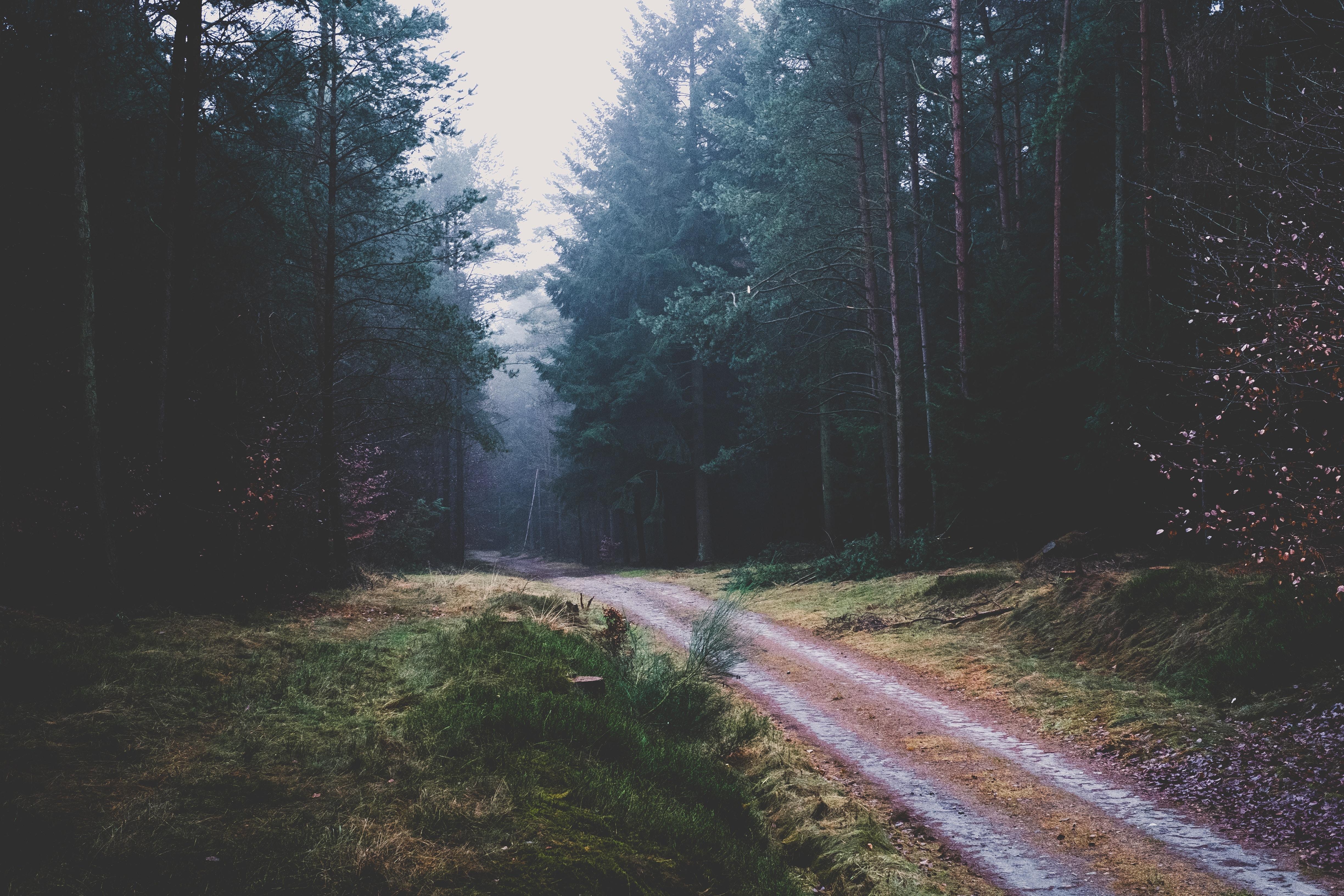 Foggy Path Picture. Download Free Image