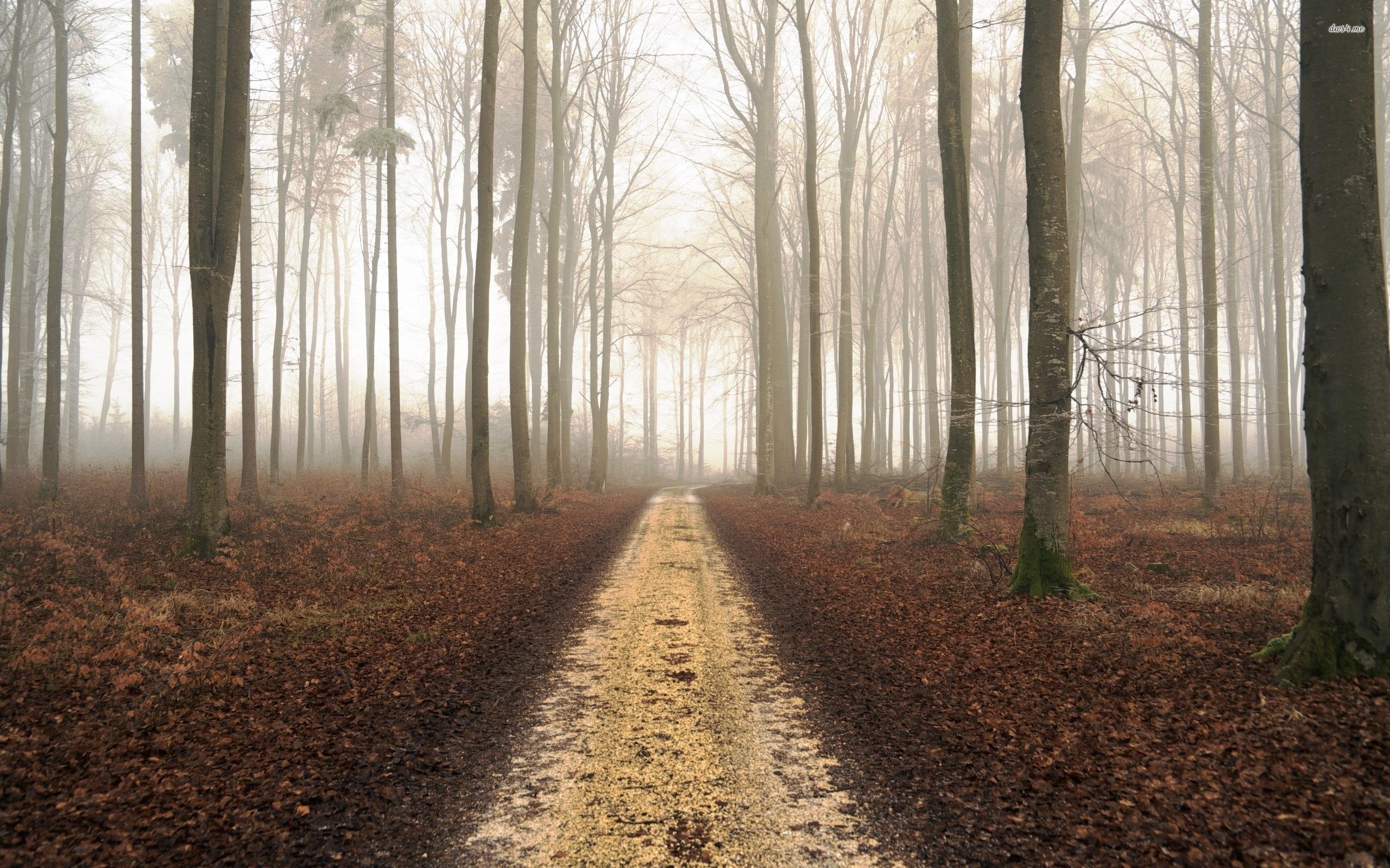 Path in the foggy forest wallpaper wallpaper