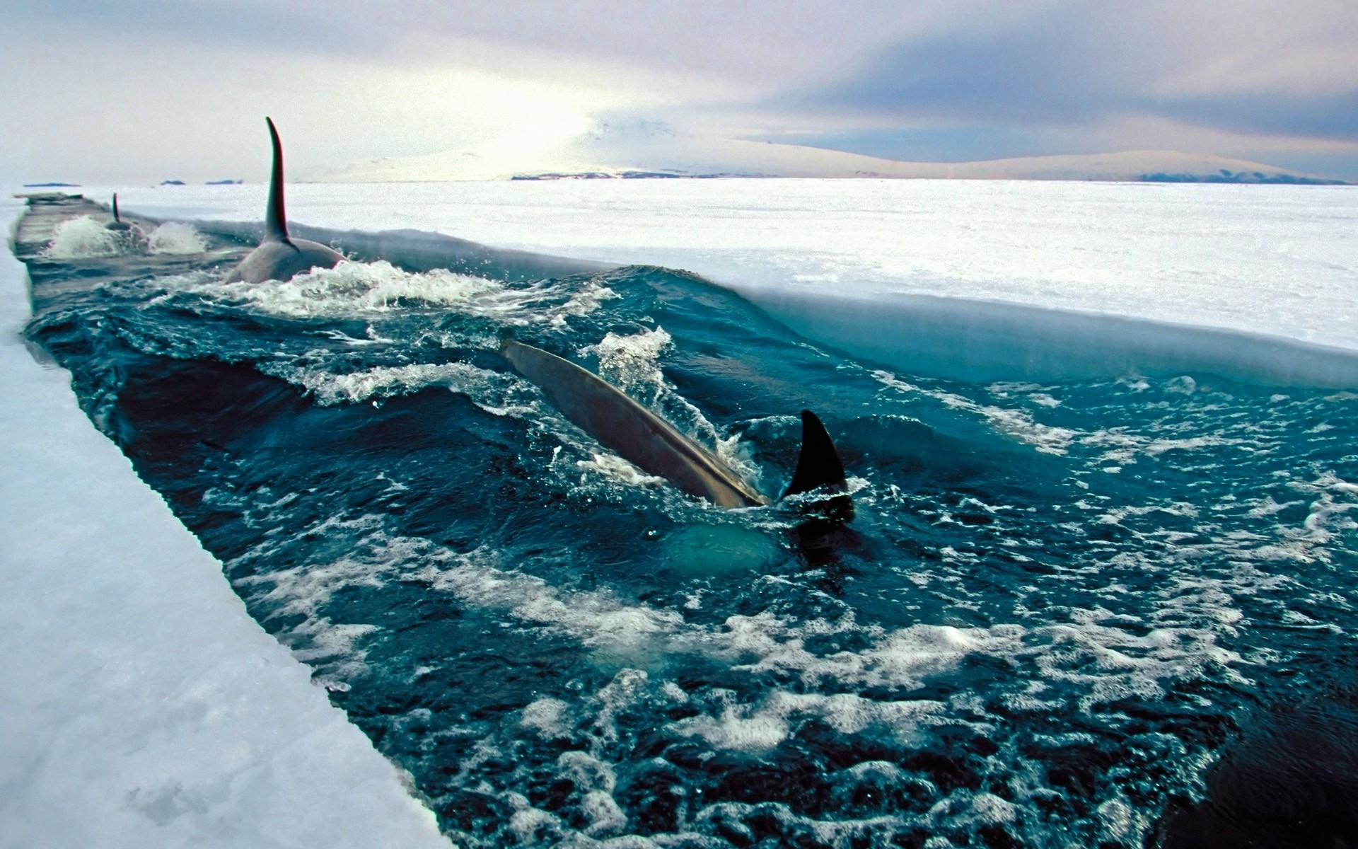 sea, Ice, Antarctica, Fish, Nature, Landscape, Orca Wallpaper HD