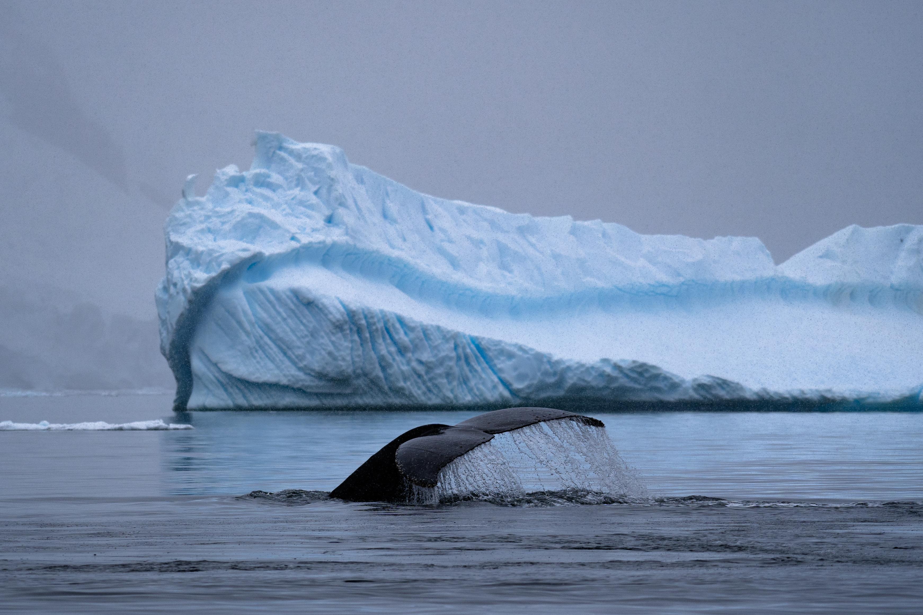 Antarctica Picture. Download Free Image