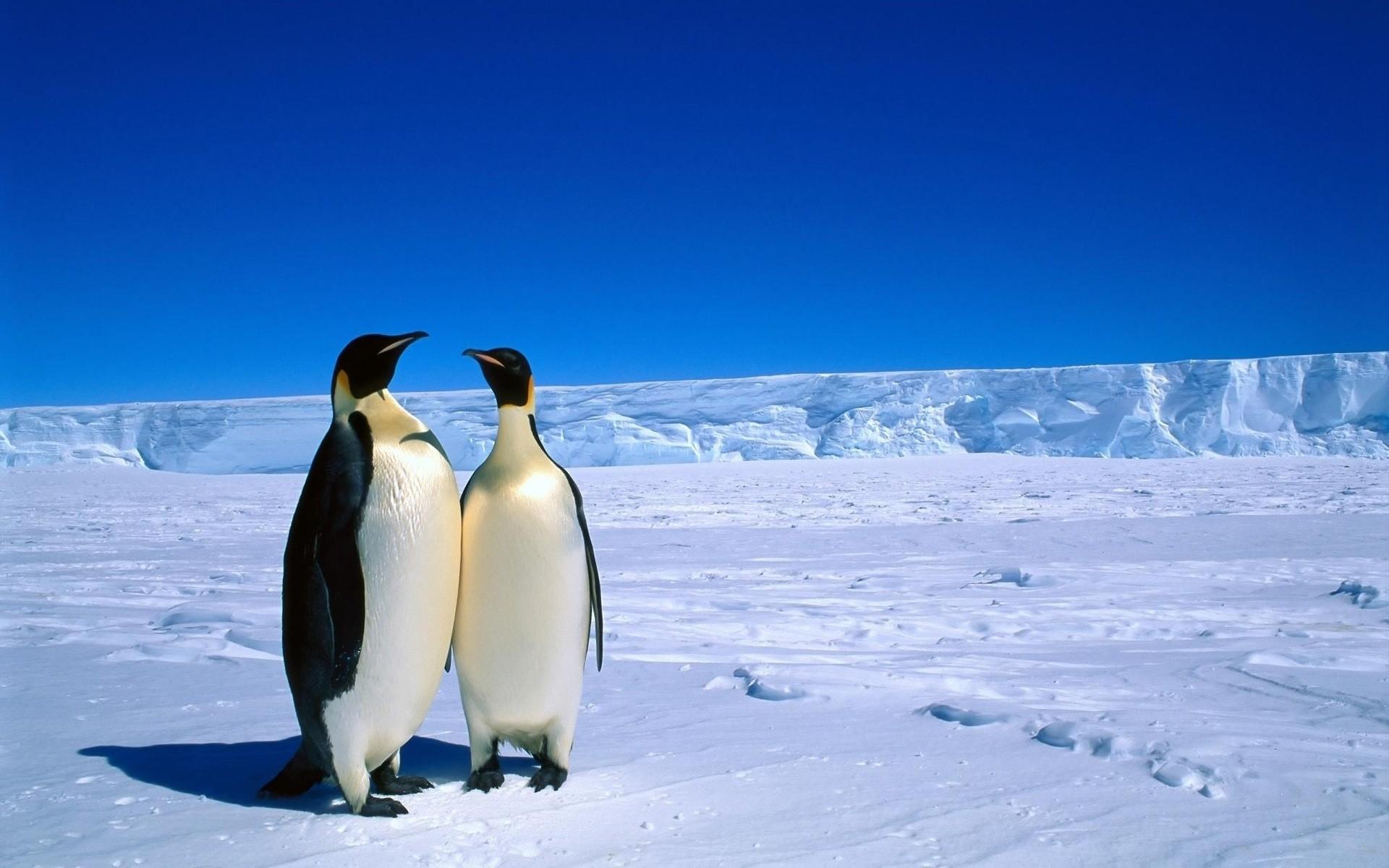 Picture Of Antarctica HD Wallpaper High Definition Amazing Cool