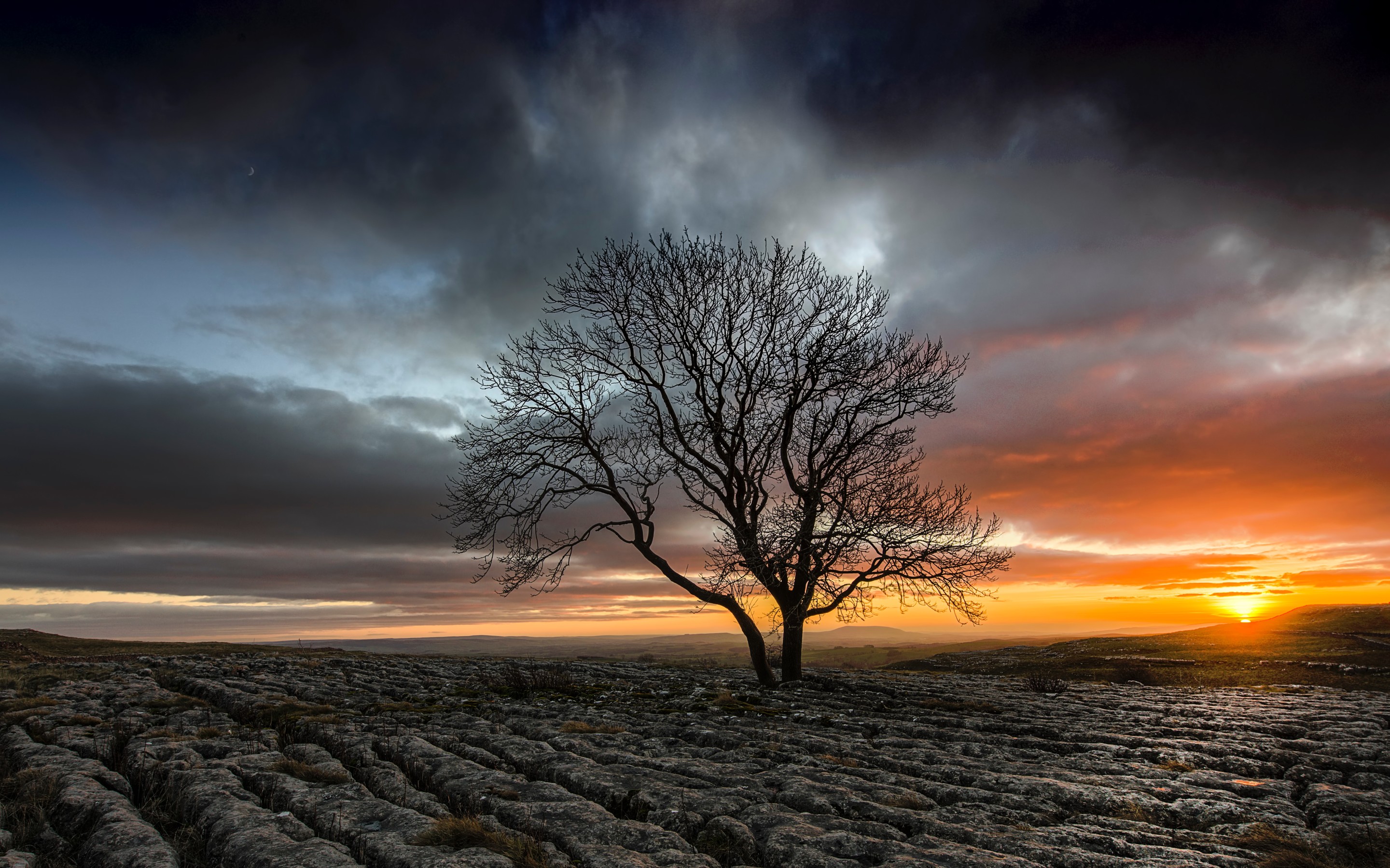 Lonely Tree In Drought Field Sunset Macbook Pro Retina