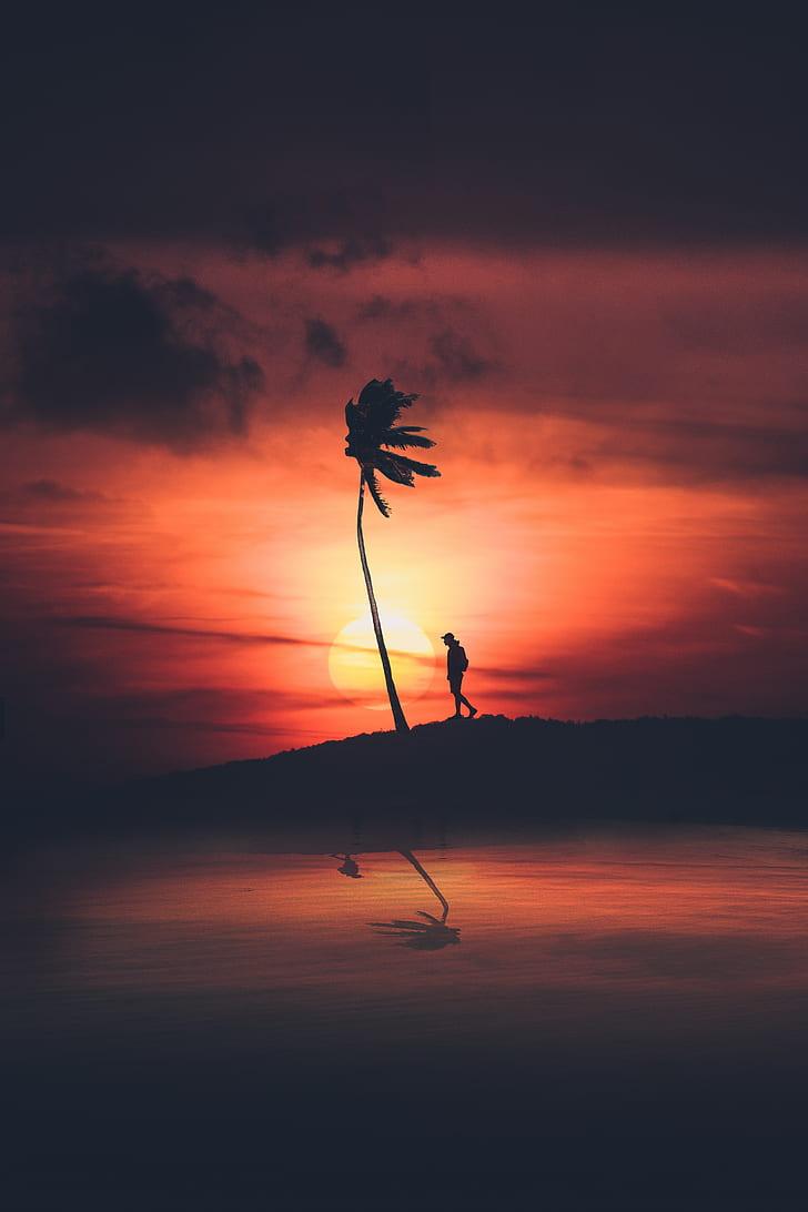 HD wallpaper: palm, silhouette, sunset, night, loneliness