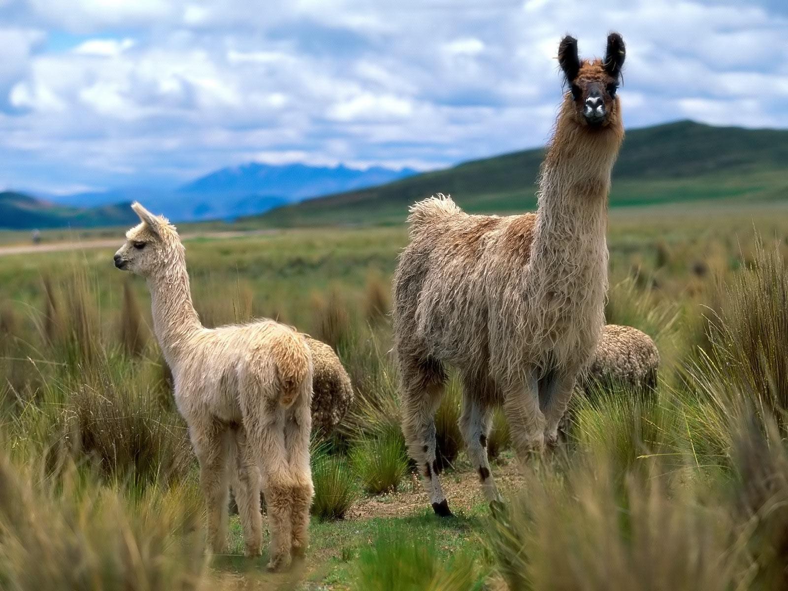 Llama Background. Llama Emoticons
