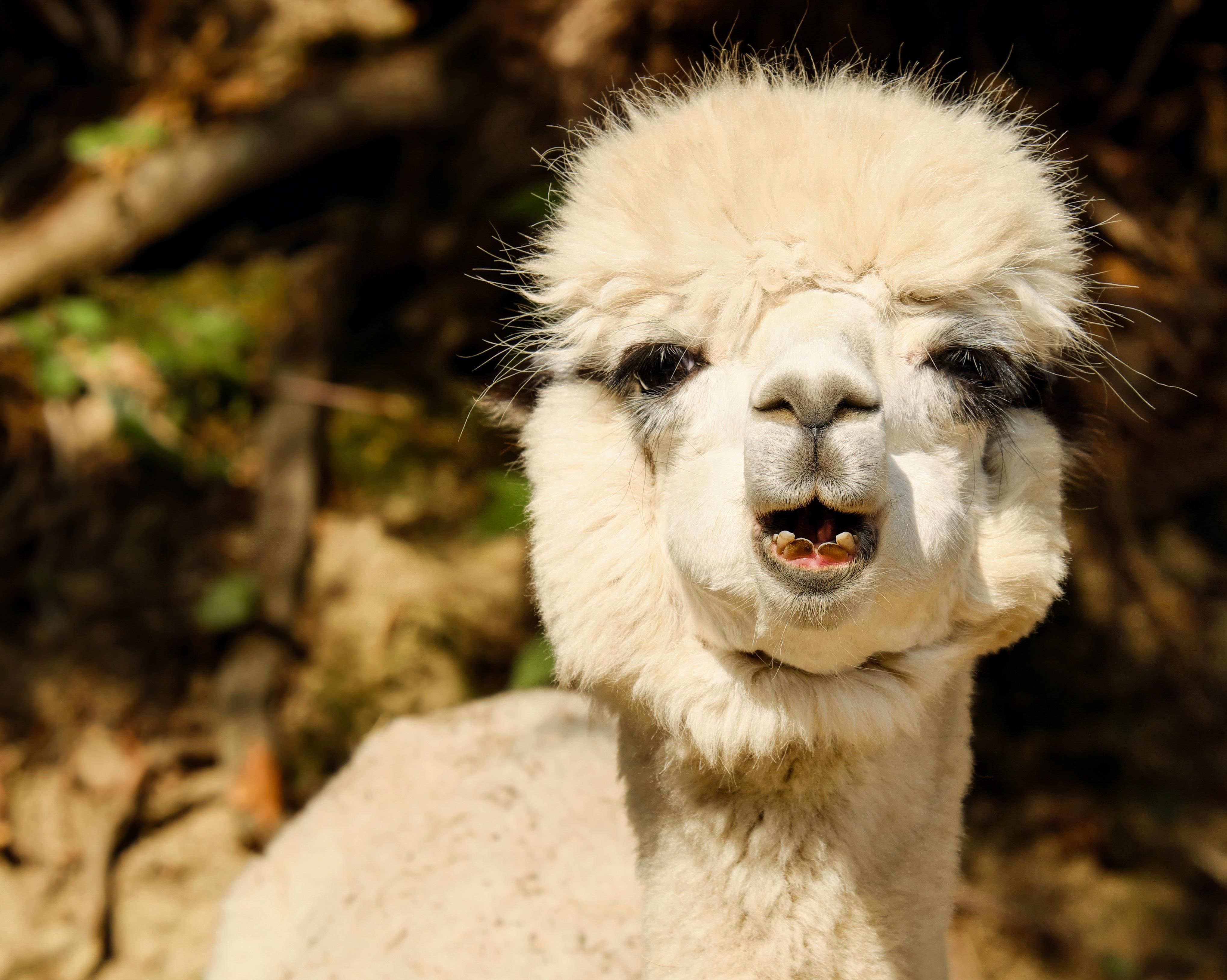White young Alpaca wallpaper and image, picture
