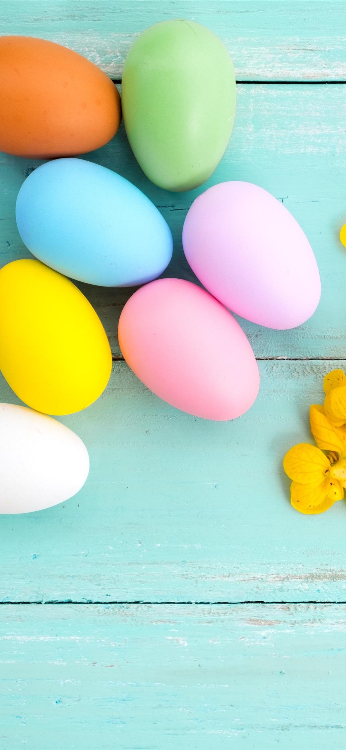 Colorful eggs, yellow flower, blue wood background, Easter