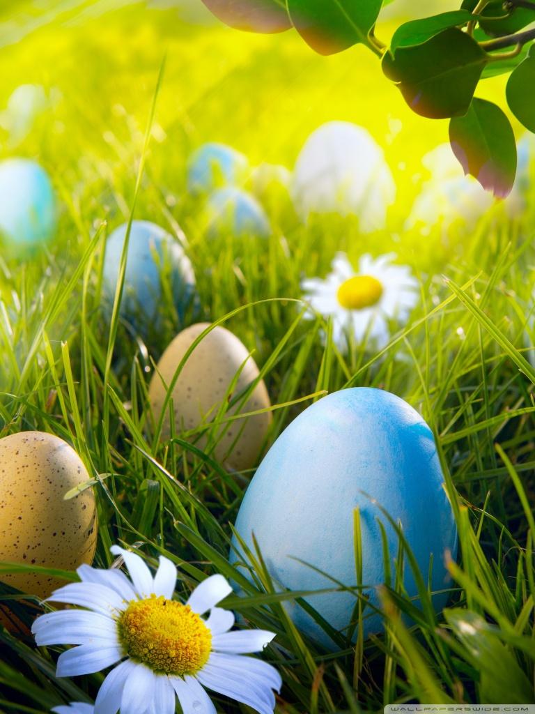 Easter Egg Hunt Ultra HD Desktop Background Wallpaper for 4K UHD TV, Tablet