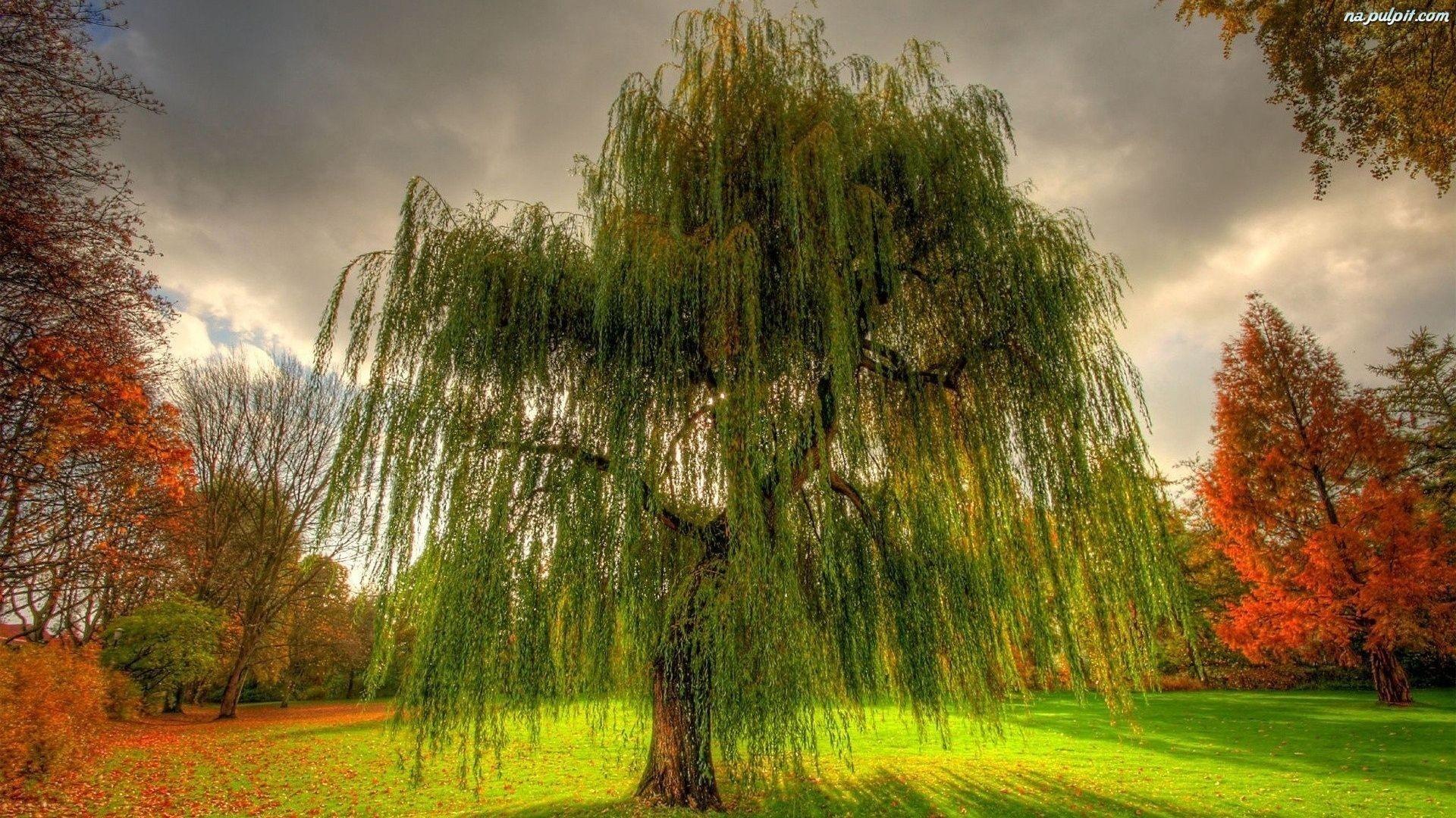 Weeping Willow Tree Wallpaper