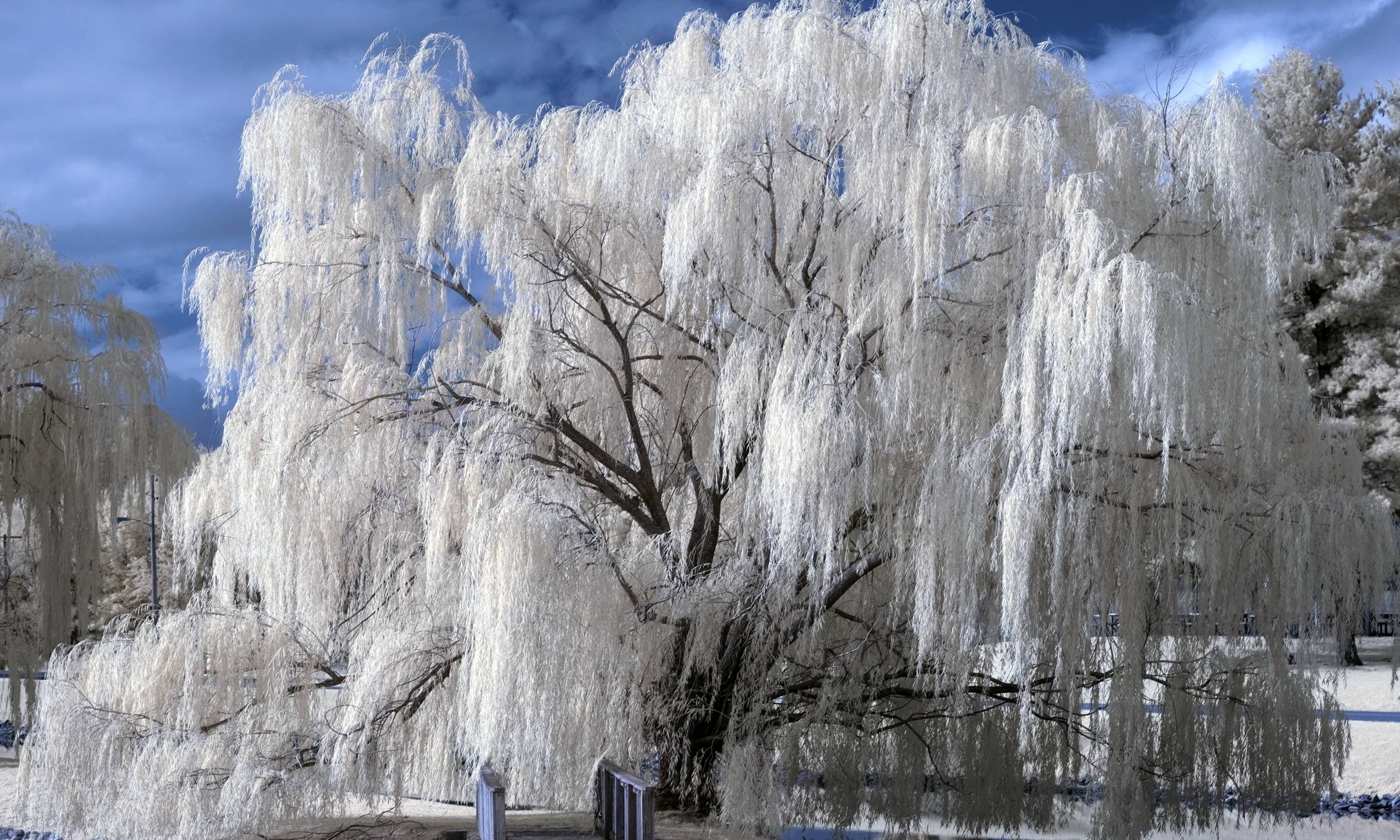 Free download Weeping Willow Wallpaper [2560x1537]