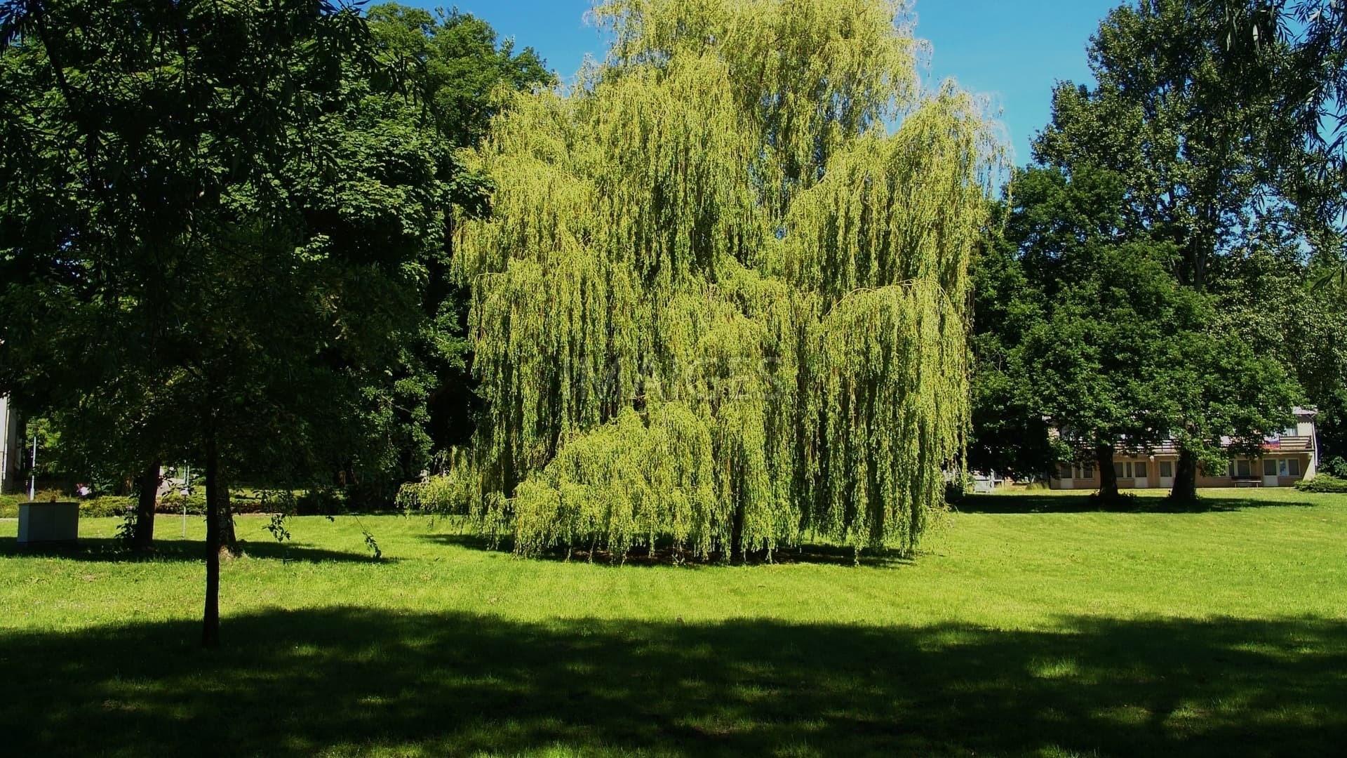 Weeping Willow Tree Wallpaper