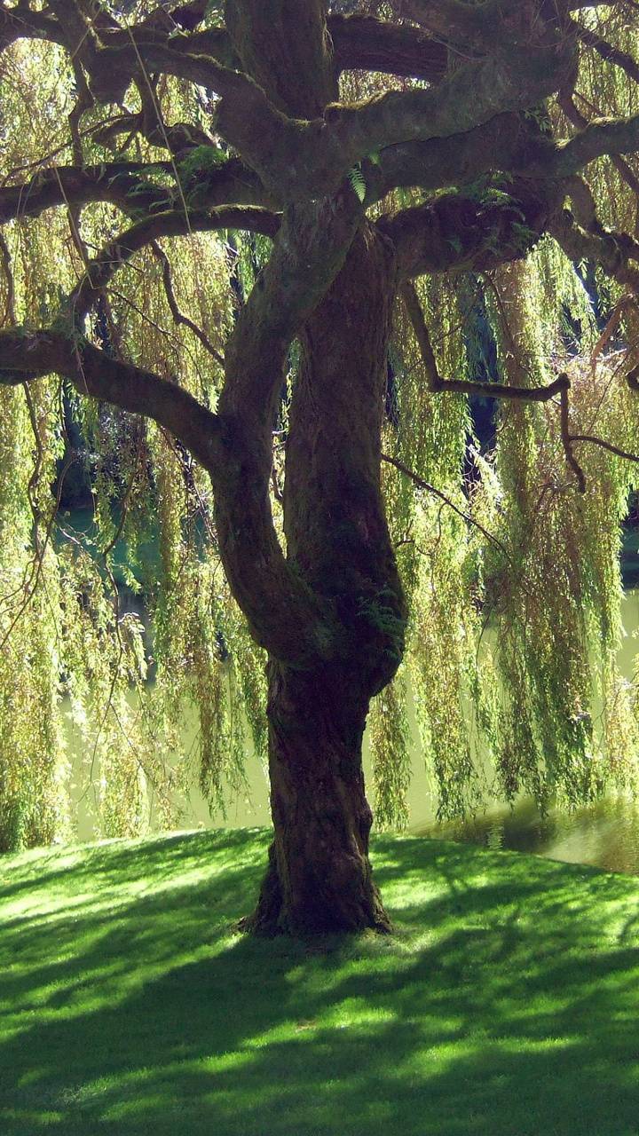 Weeping Willow wallpaper