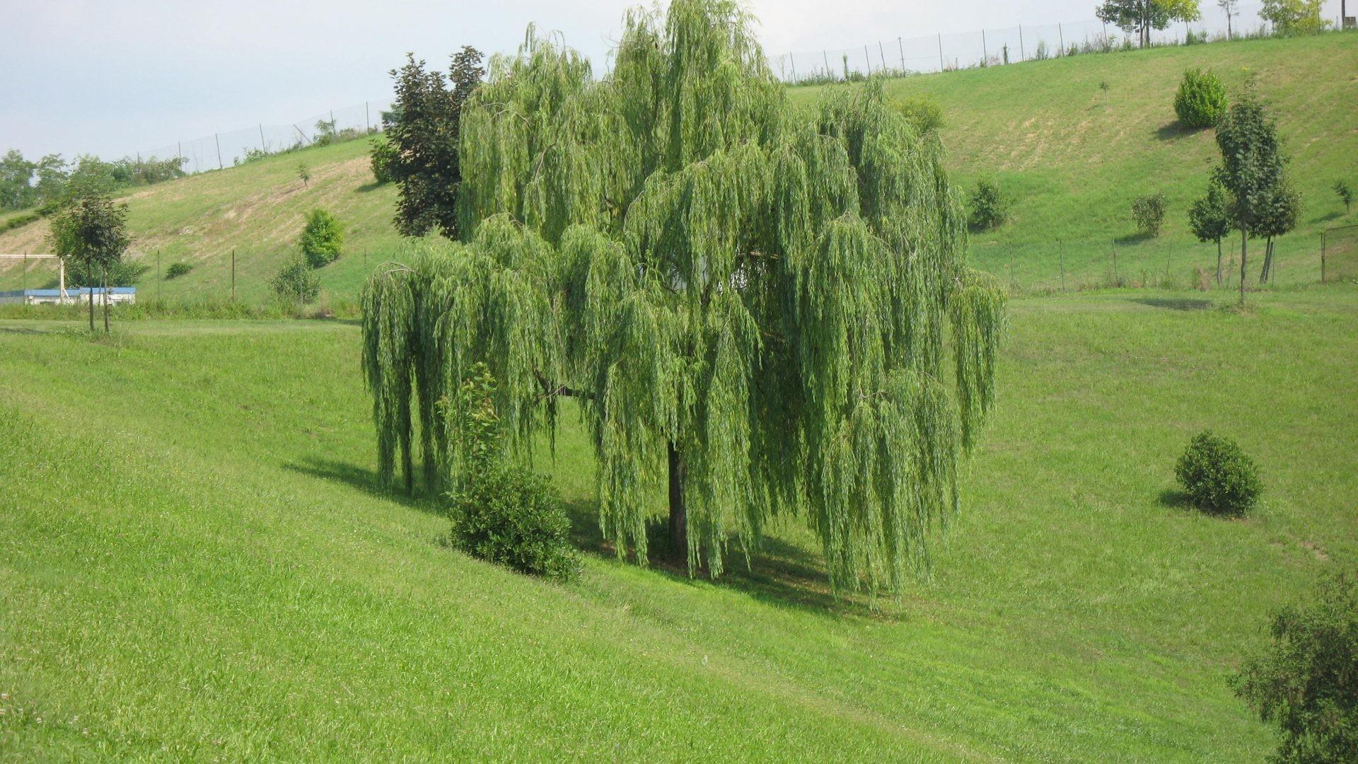 Willow Tree Wallpaper