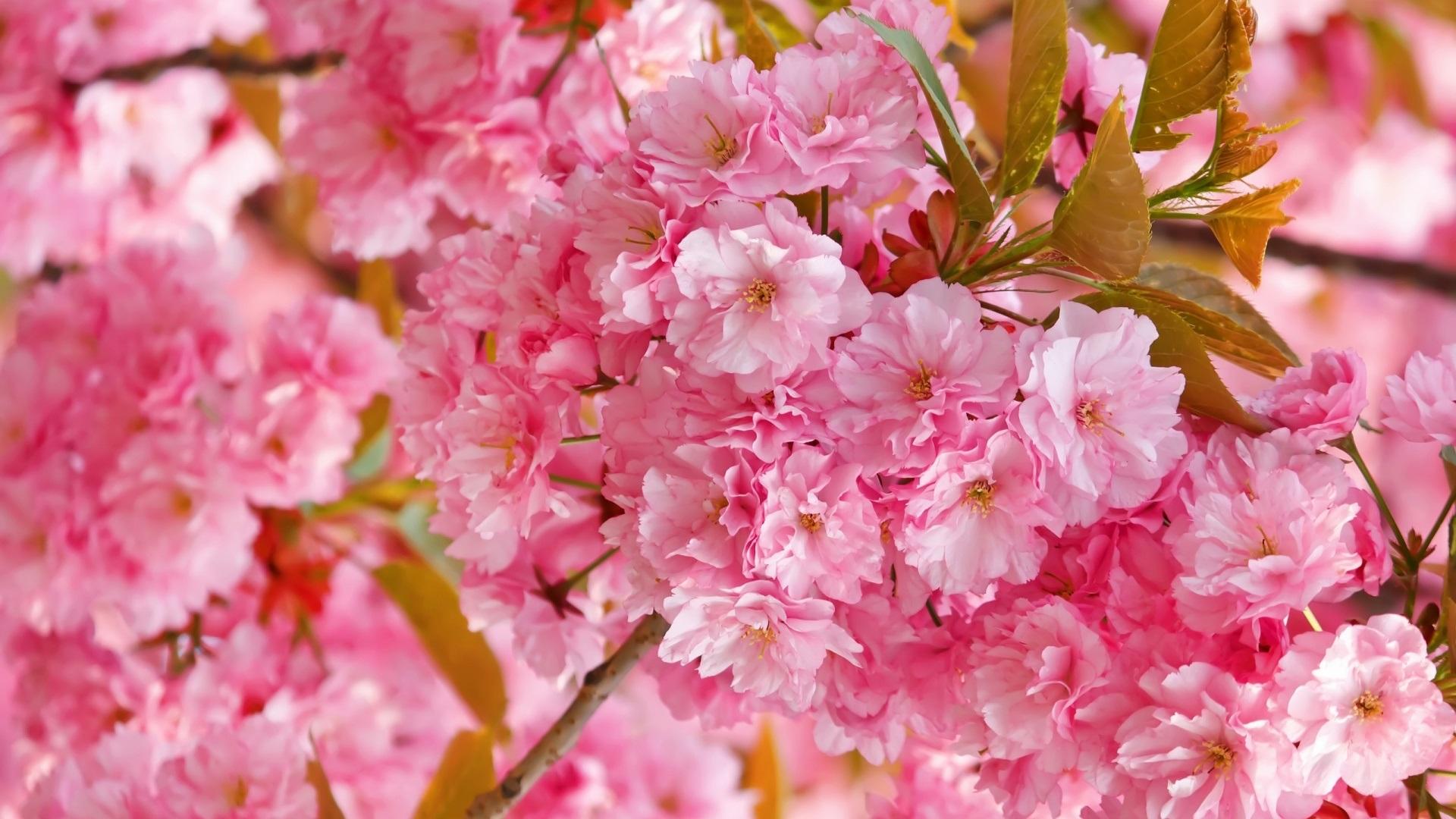 Cute Cherry Blossom Wallpaper Desktop Blossom Aesthetic