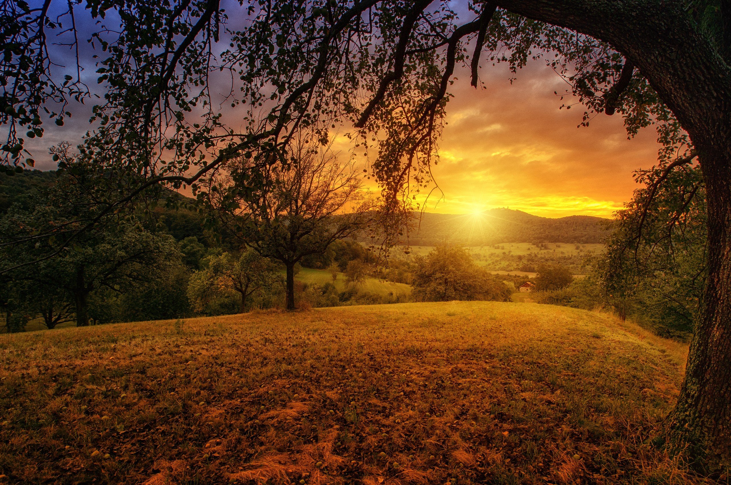 Tree Sun Aesthetic Dawn Landscape Panorama Chromebook