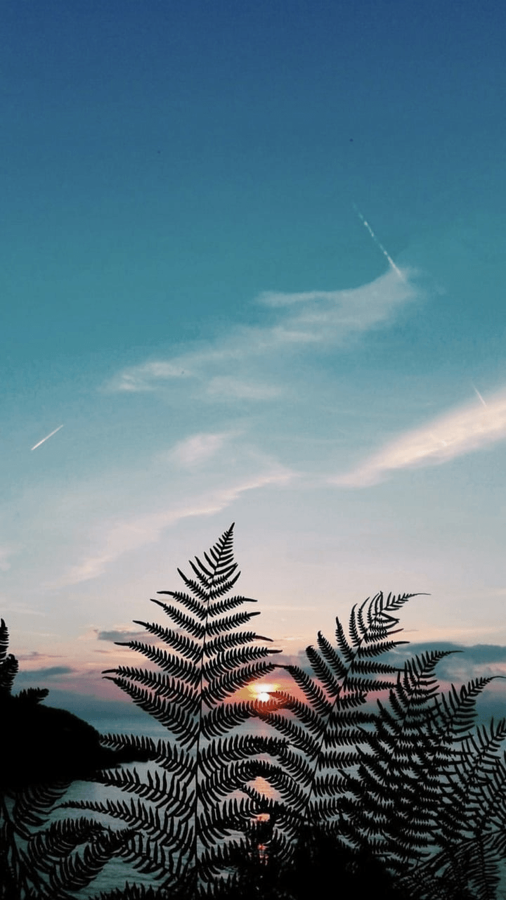Nature Aesthetic  40 best free grey outdoor plant and flora photos on  Unsplash