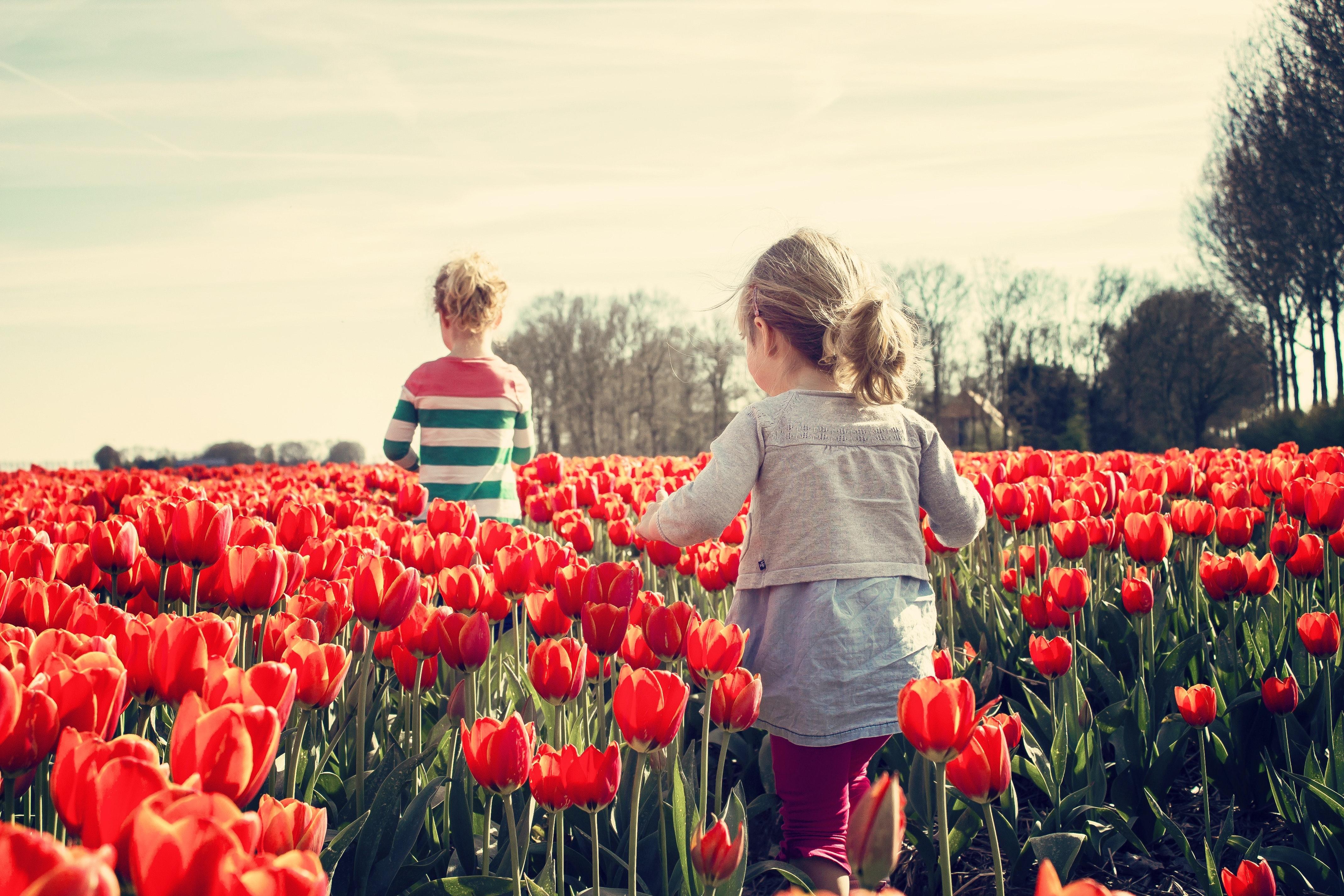 Kids Walking on Red Tulip Garden Under Blu Sky · Free