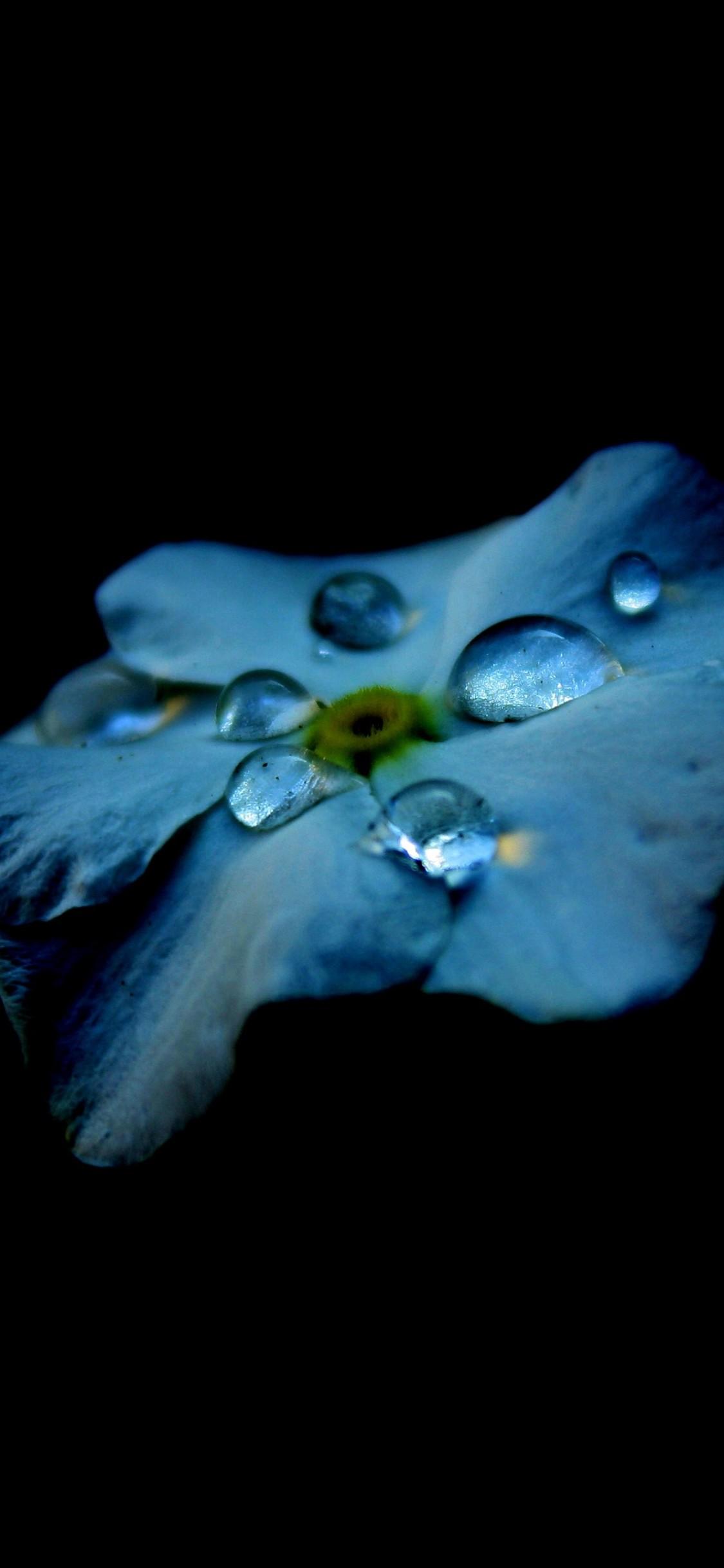 Dew Drops On Flower Oled 4k iPhone XS, iPhone iPhone X