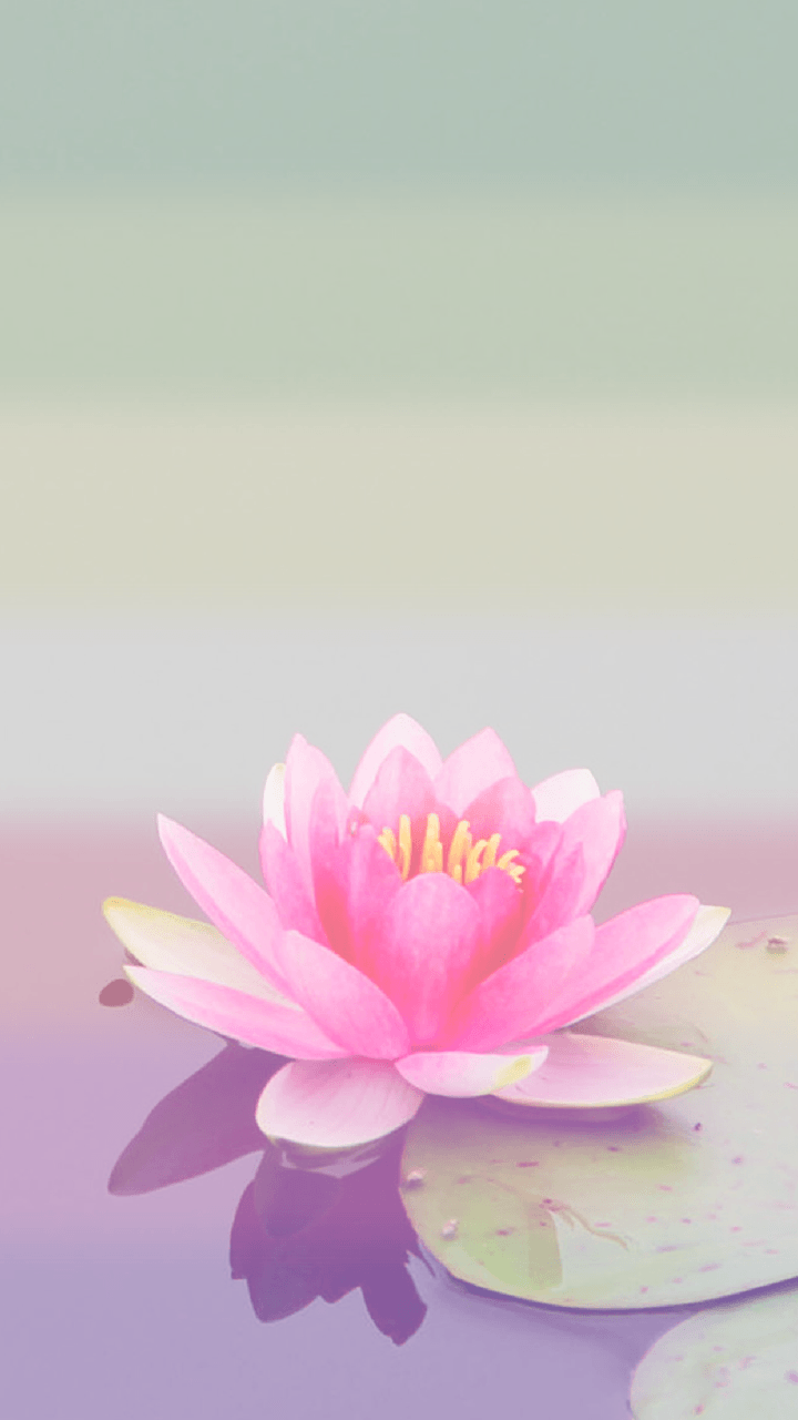 Genderfae + Lotus phone background for anon. Flower art, iPhone