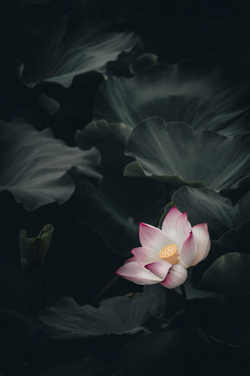 Lotus, flower, leaves, petals, HD phone wallpaper | Peakpx