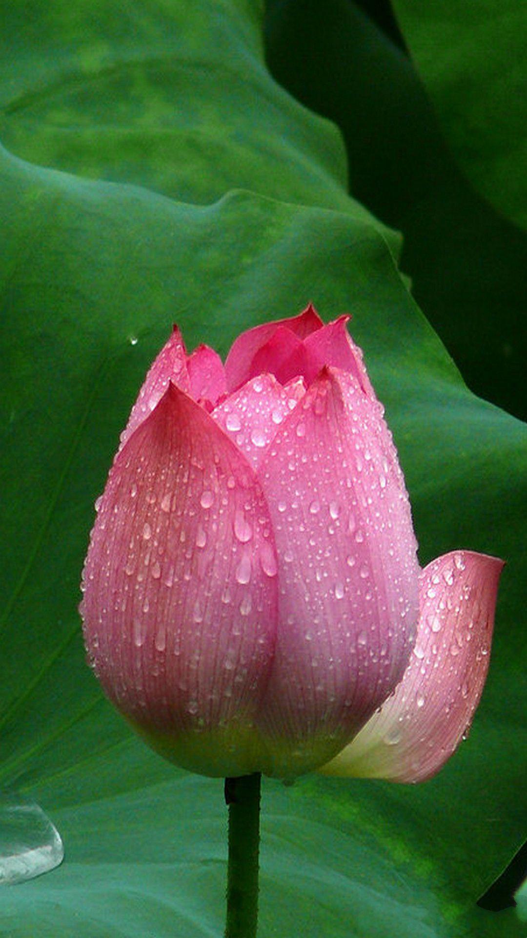 Lotus Flower Closeup #iPhone #plus #Wallpaper. Flowers, Flower