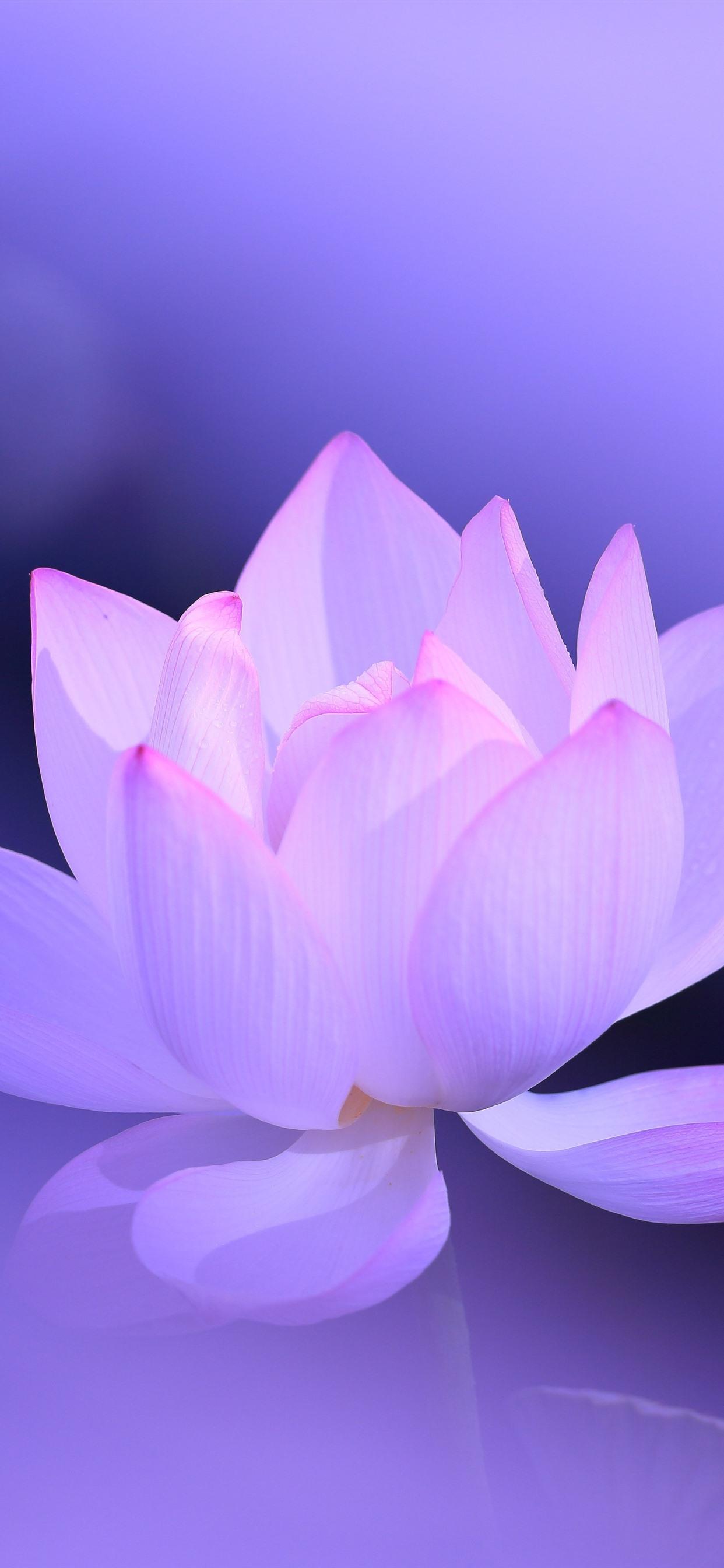 Pink lotus, petals, purple background, hazy, beautiful flower
