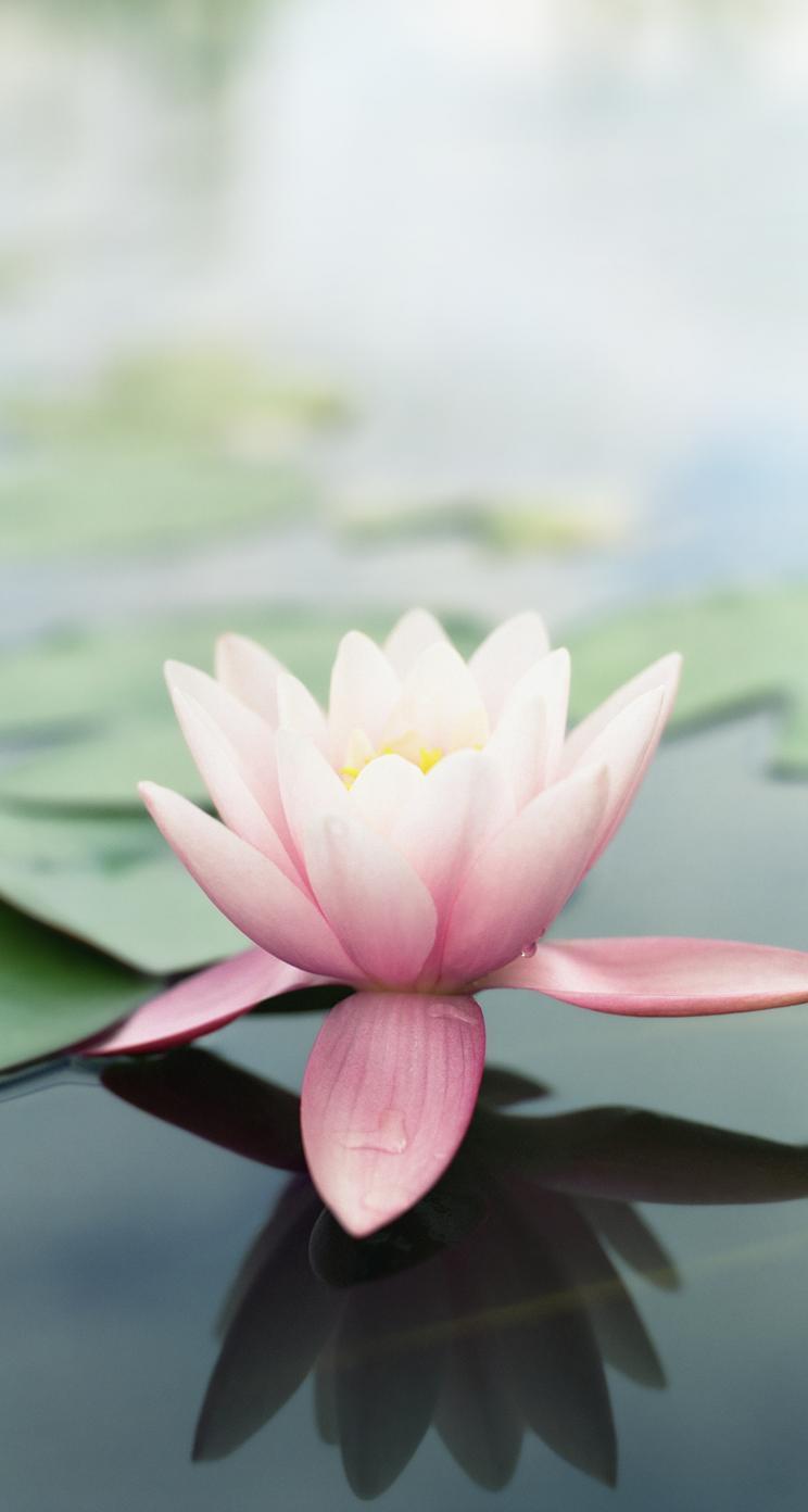 Beautiful Lotus Blooming In The Pond In Summer Stock Photo, Picture and  Royalty Free Image. Image 20023878.
