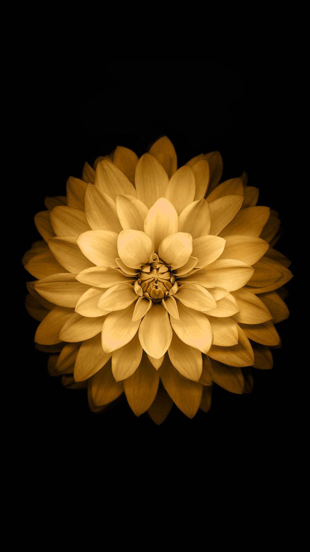Golden Lotus Flower iOS Android Wallpaper free download